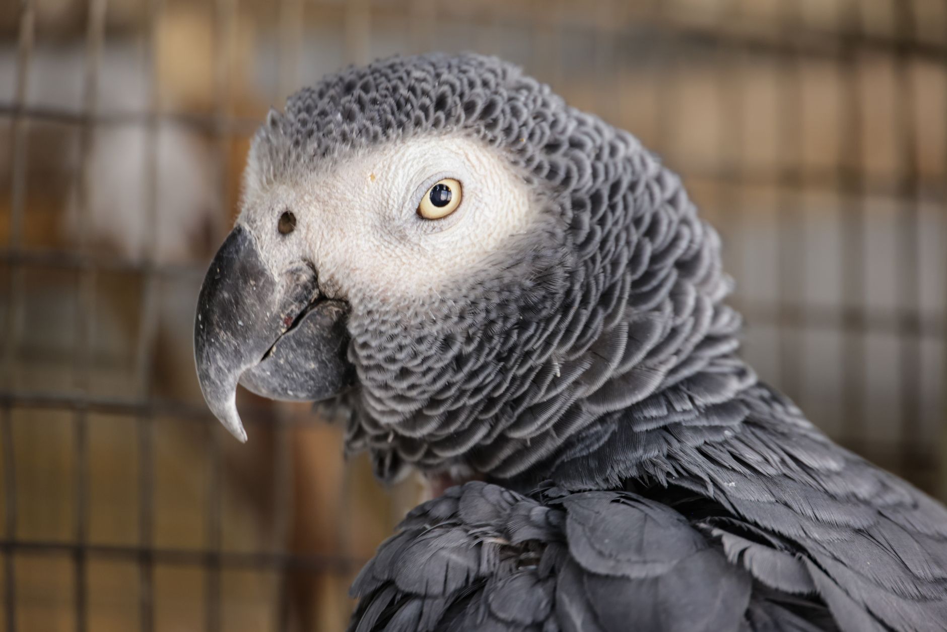 A detailed photograph of an African Grey Parrot (Psittacus erithacus) in a cage showing its distinctive features.