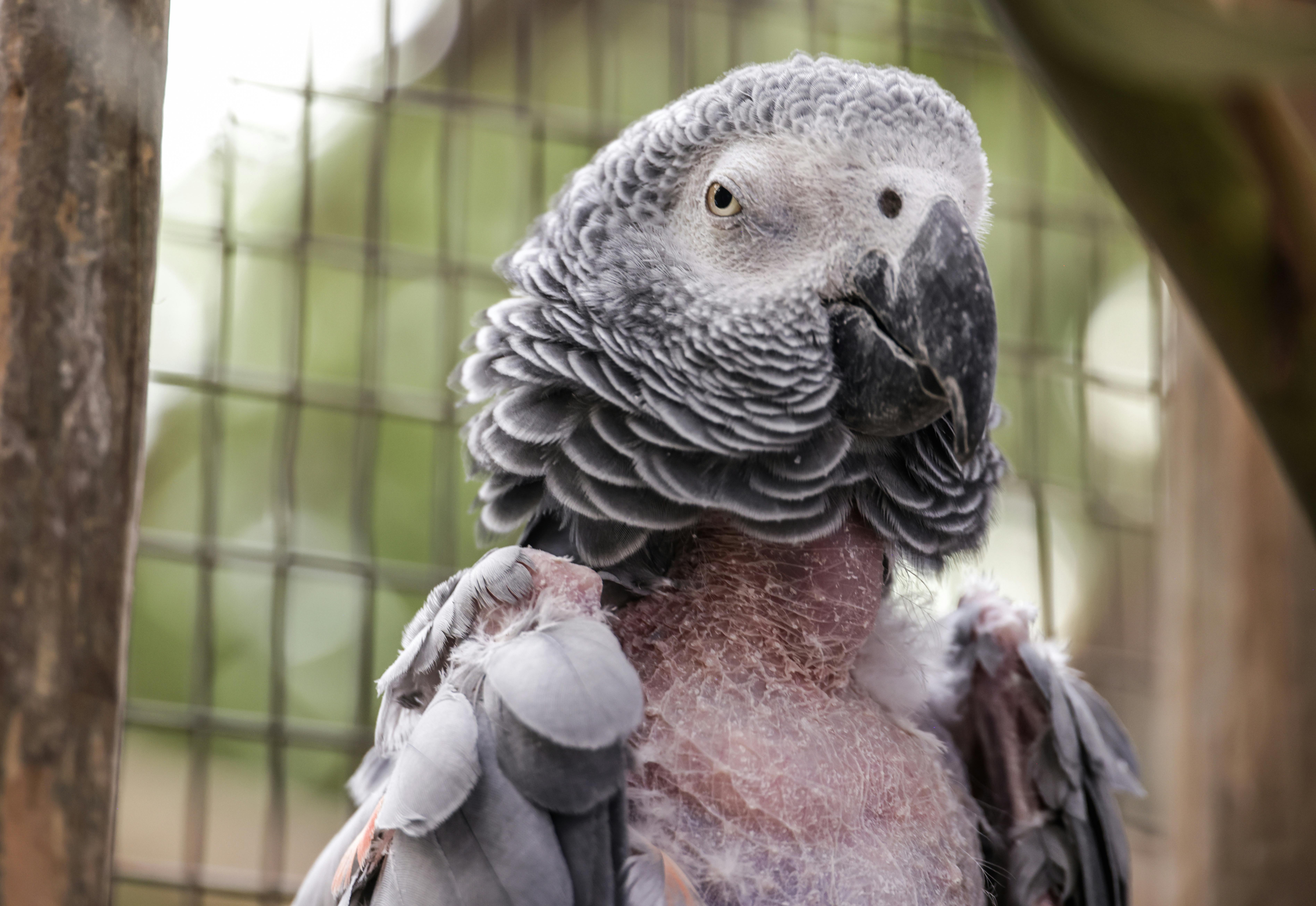 Intimate portrait of an African Grey Parrot with detailed feathers in an outdoor setting.