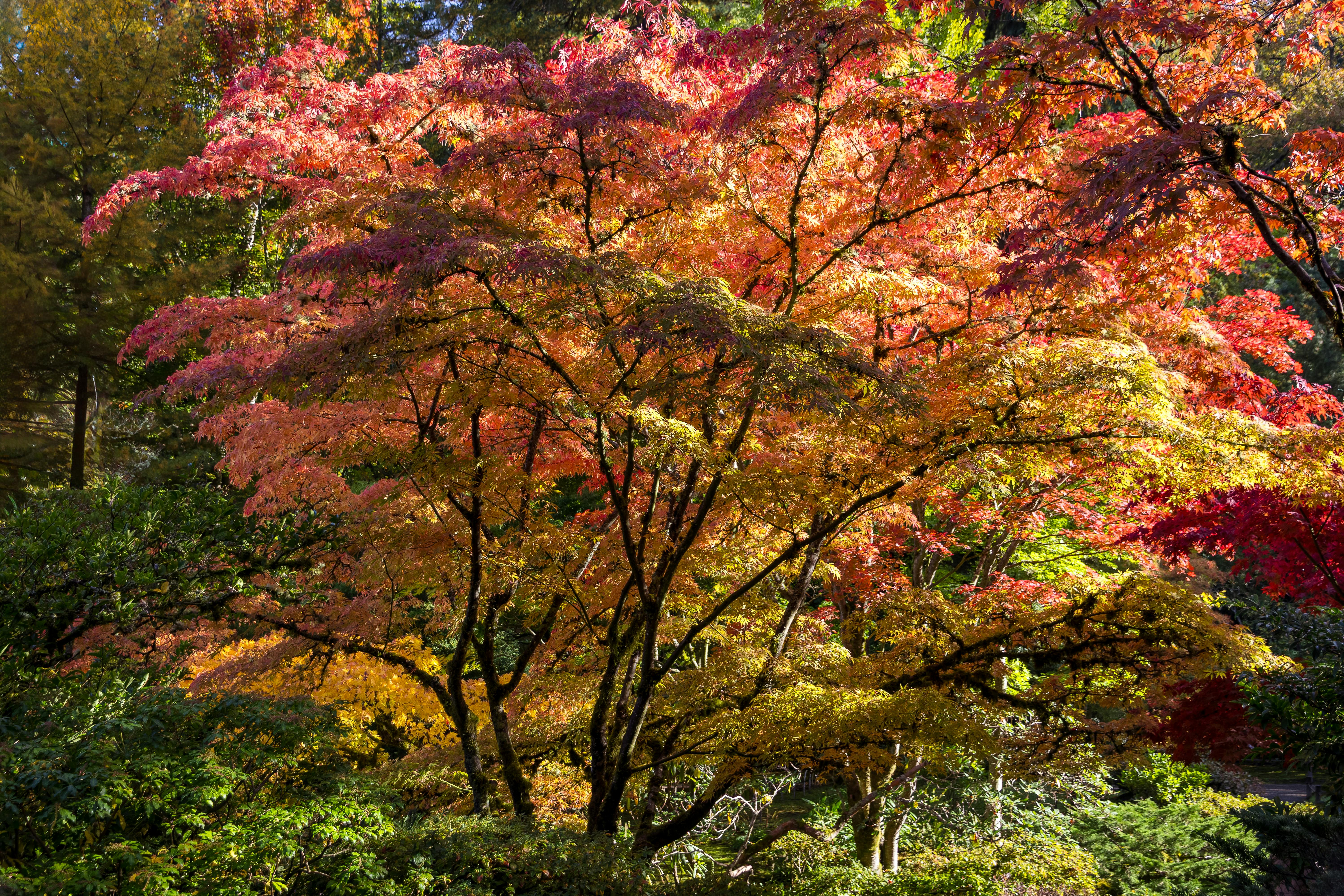 Colorful autumn leaves on a Japanese Maple tree creating a vivid forest scene.