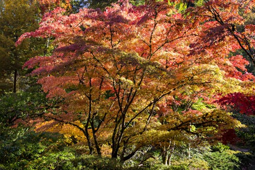 Colorful autumn leaves on a Japanese Maple tree creating a vivid forest scene.
