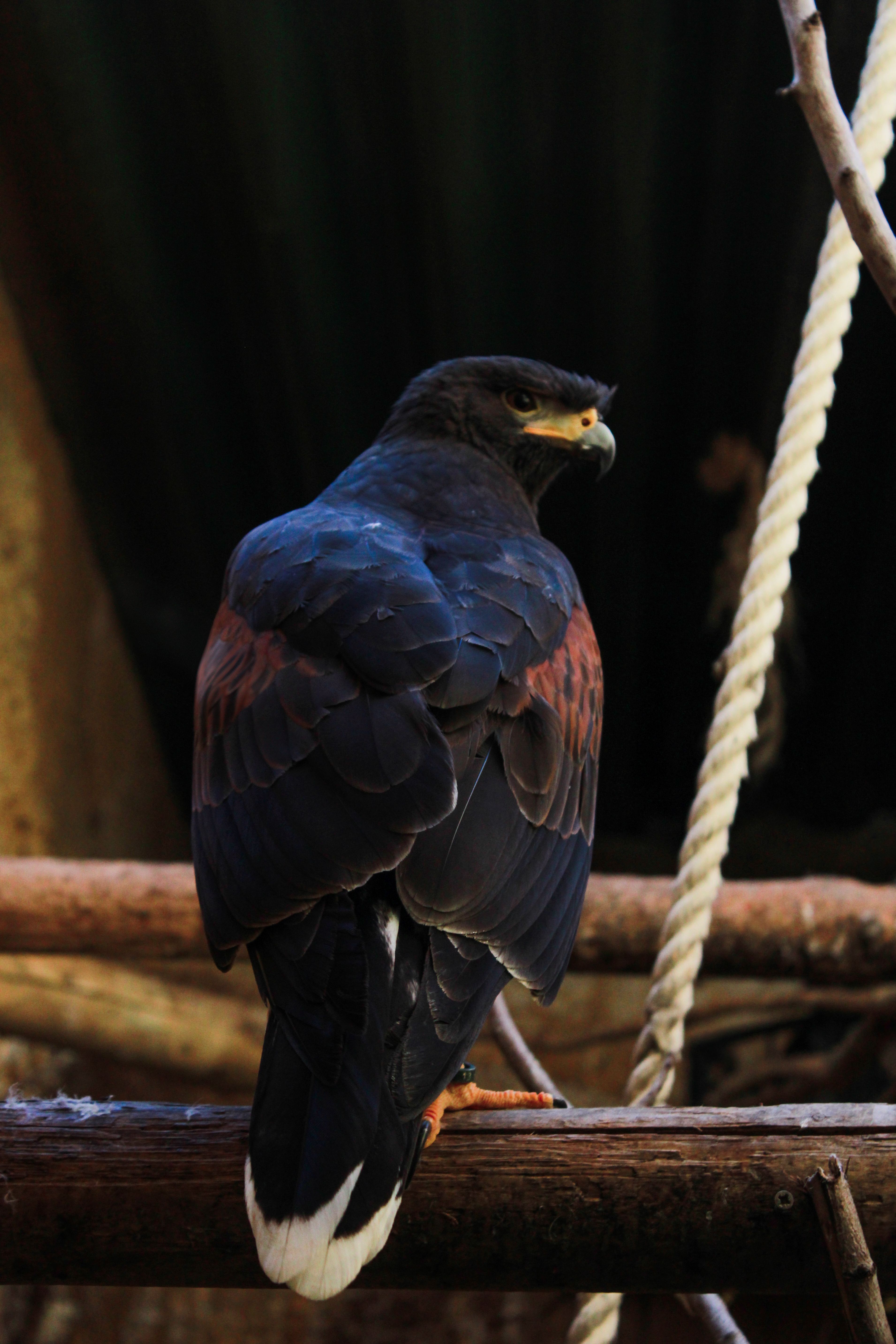 Stunning Portrait of a Captive Harris's Hawk · Free Stock Photo