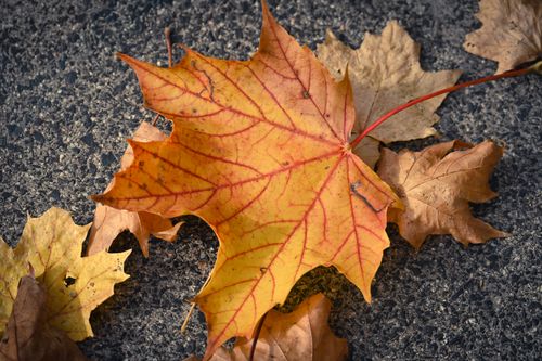 Free Close-up of vibrant autumn maple leaves on asphalt, showcasing fall colors and textures. Stock Photo