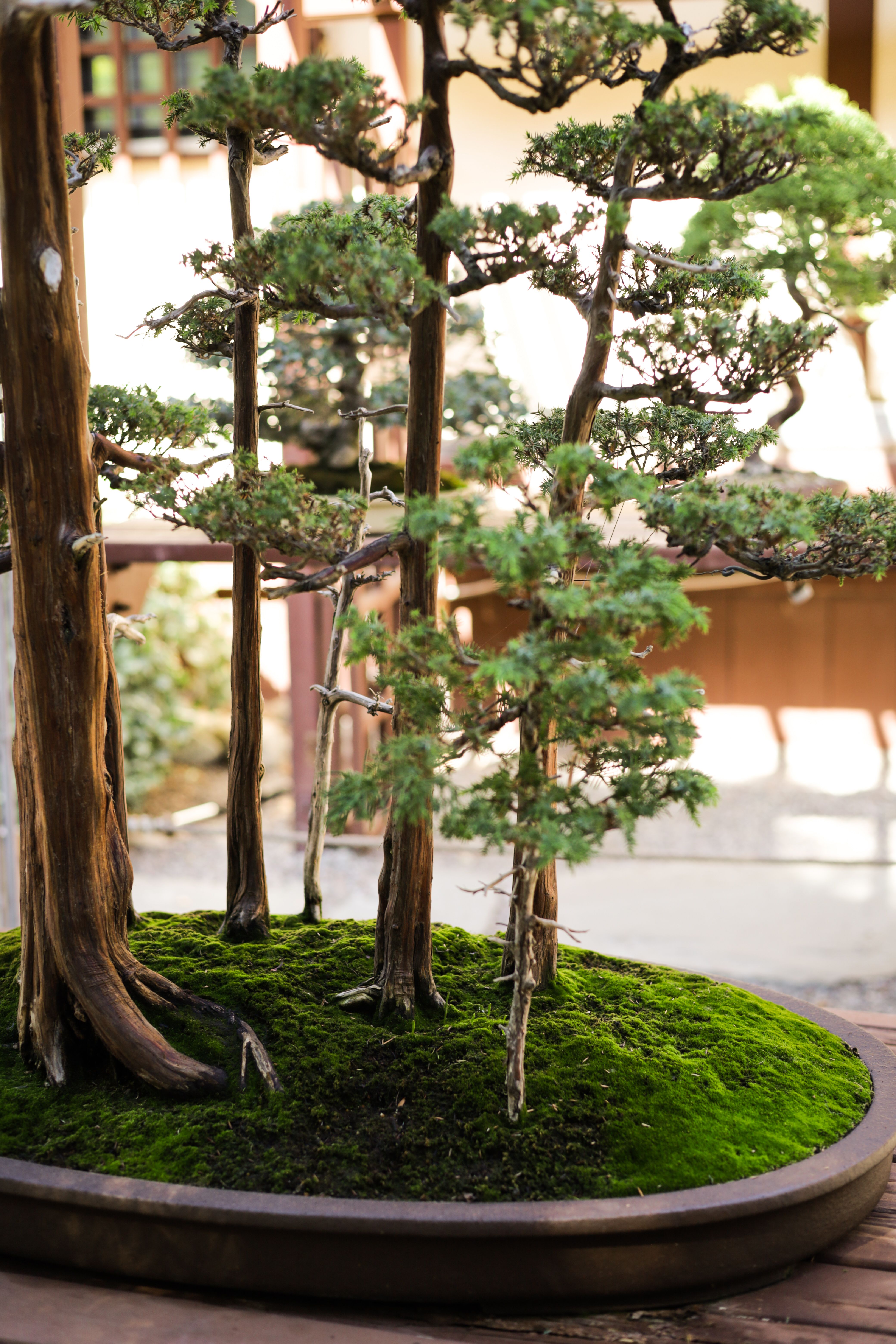 Pine Bonsai Trees  Free Stock Photo