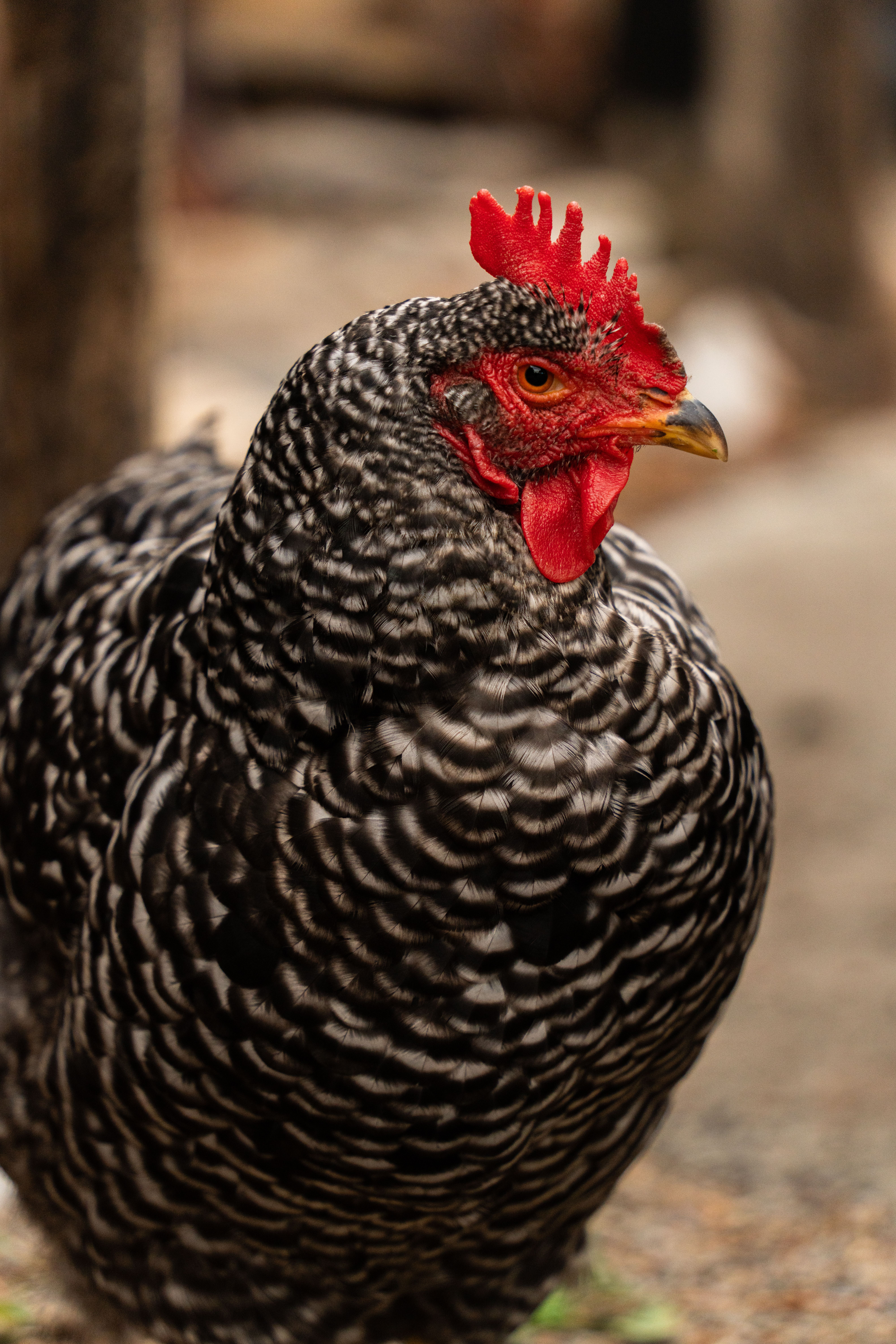 Close-Up of a Barred Plymouth Rock Chicken Outdoors · Free Stock Photo