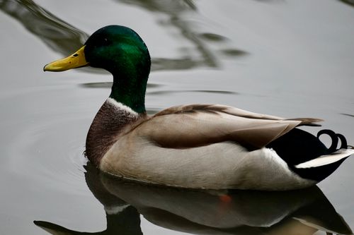 Free A detailed image of a mallard duck effortlessly gliding on still pond water. Stock Photo