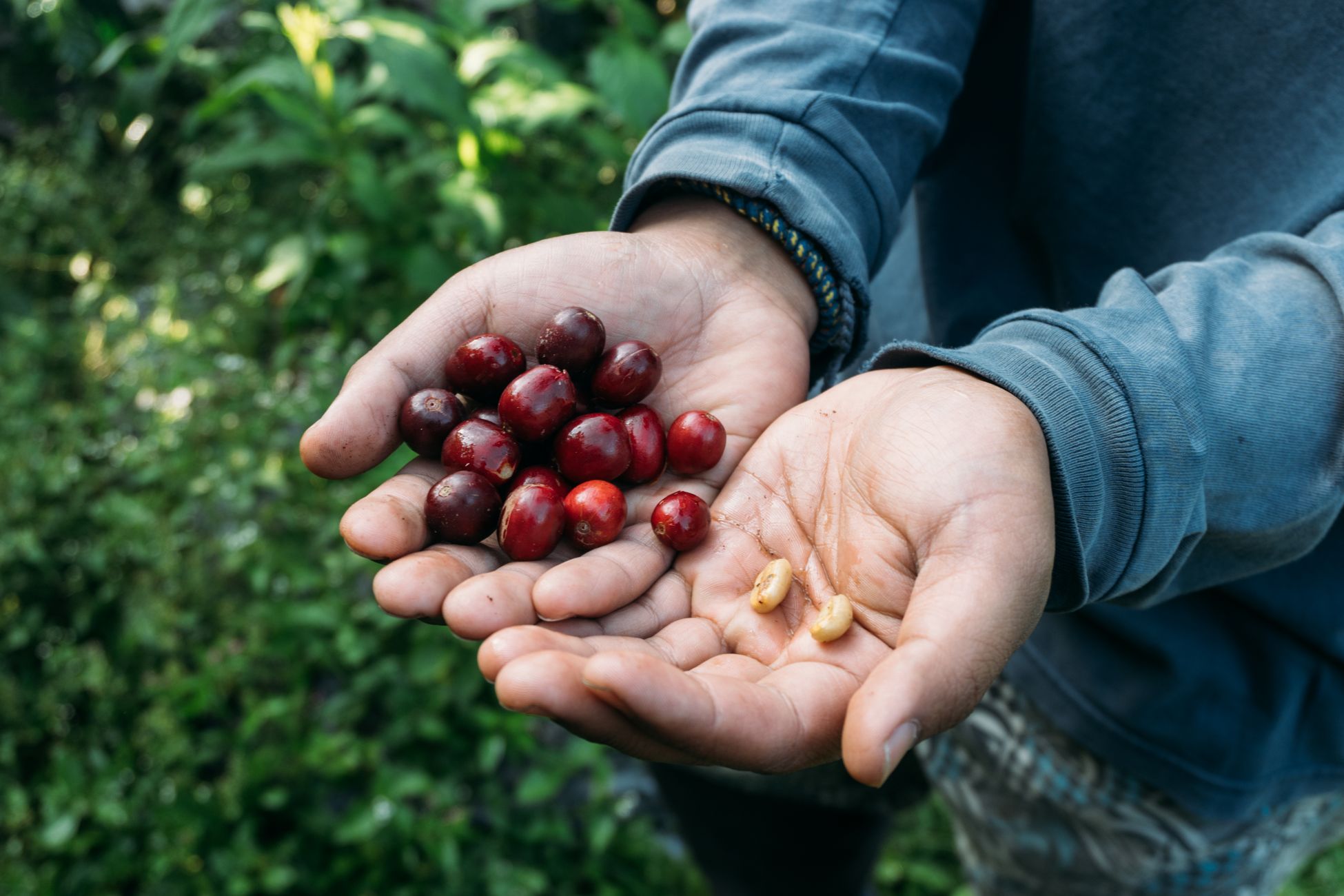 Hands presenting fresh coffee cherries and beans in an outdoor farm setting, showcasing the harvest process.