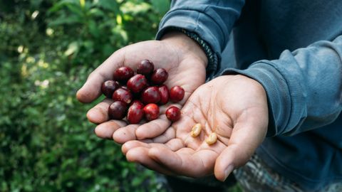 Hands presenting fresh coffee cherries and beans in an outdoor farm setting, showcasing the harvest process.