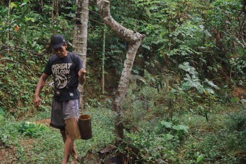 Free A man gathering sap in the lush forests of Yogyakarta, Indonesia, showcasing traditional methods. Stock Photo