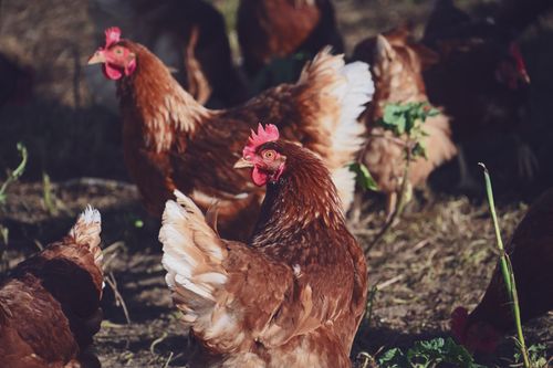 Free Brown free-range chickens pecking on a farm grass field, showcasing sustainable agriculture. Stock Photo