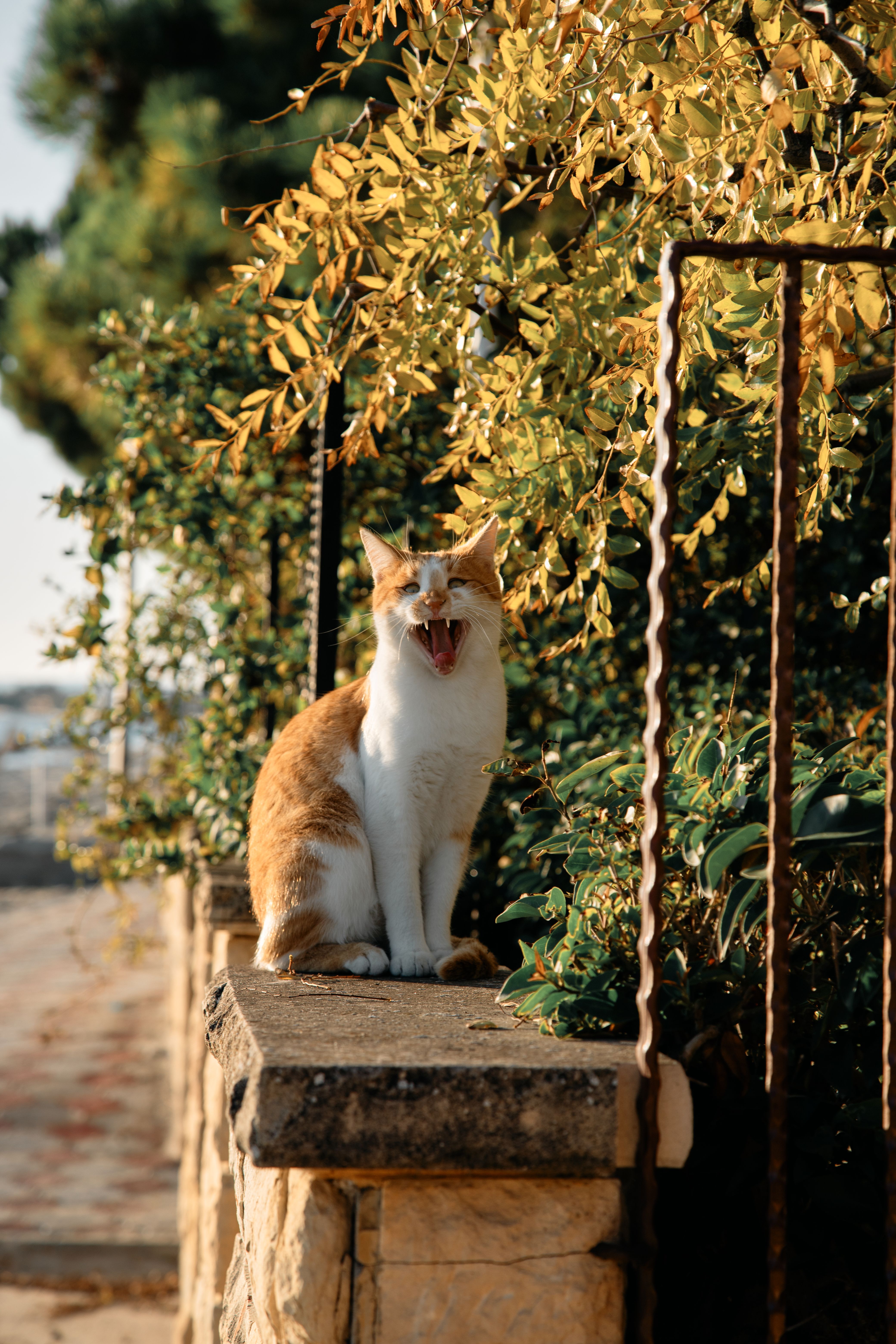 Ginger Cat Yawning on a Sunlit Autumn Day · Free Stock Photo