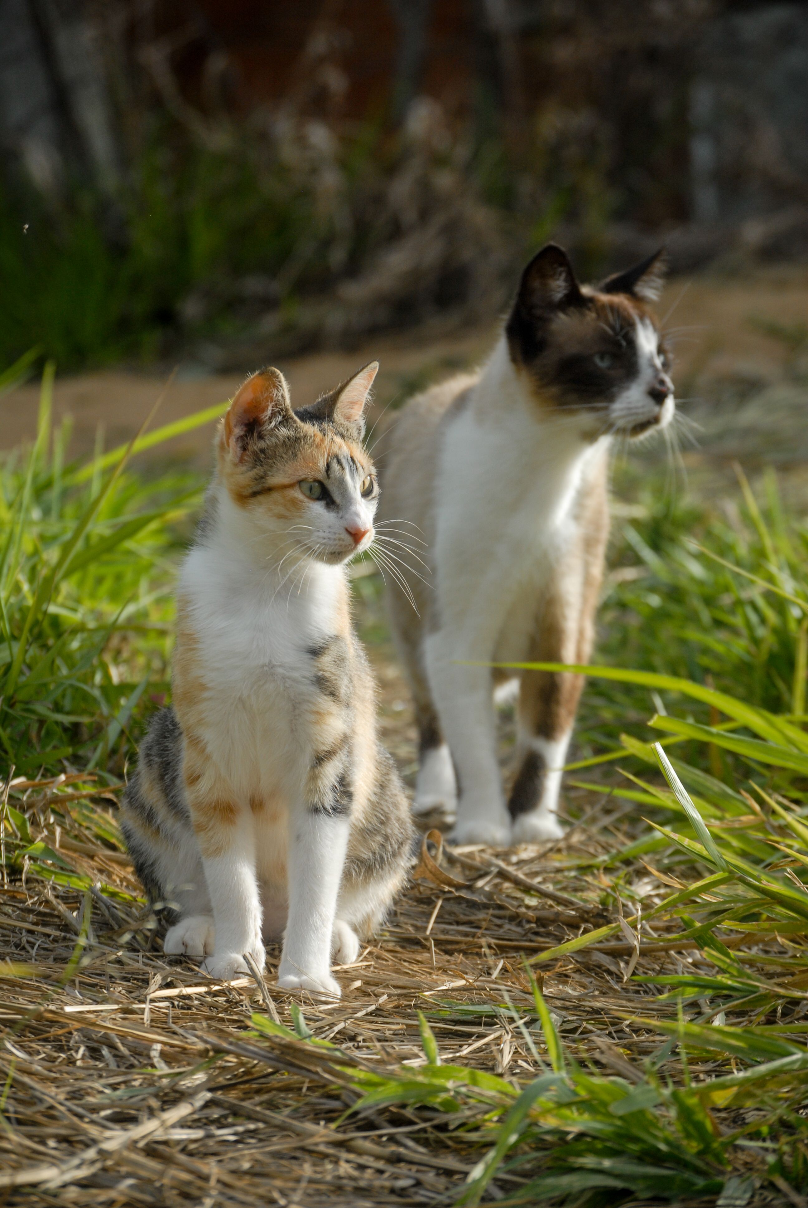Curated visual reference: Gallery Detail: Two Domestic Cats In Sunny Garden Setting