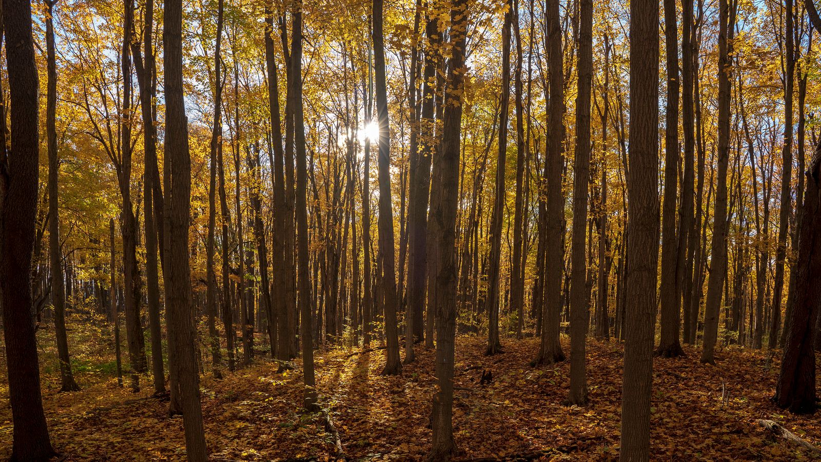 Yellow and Green Trees in the Forest · Free Stock Photo