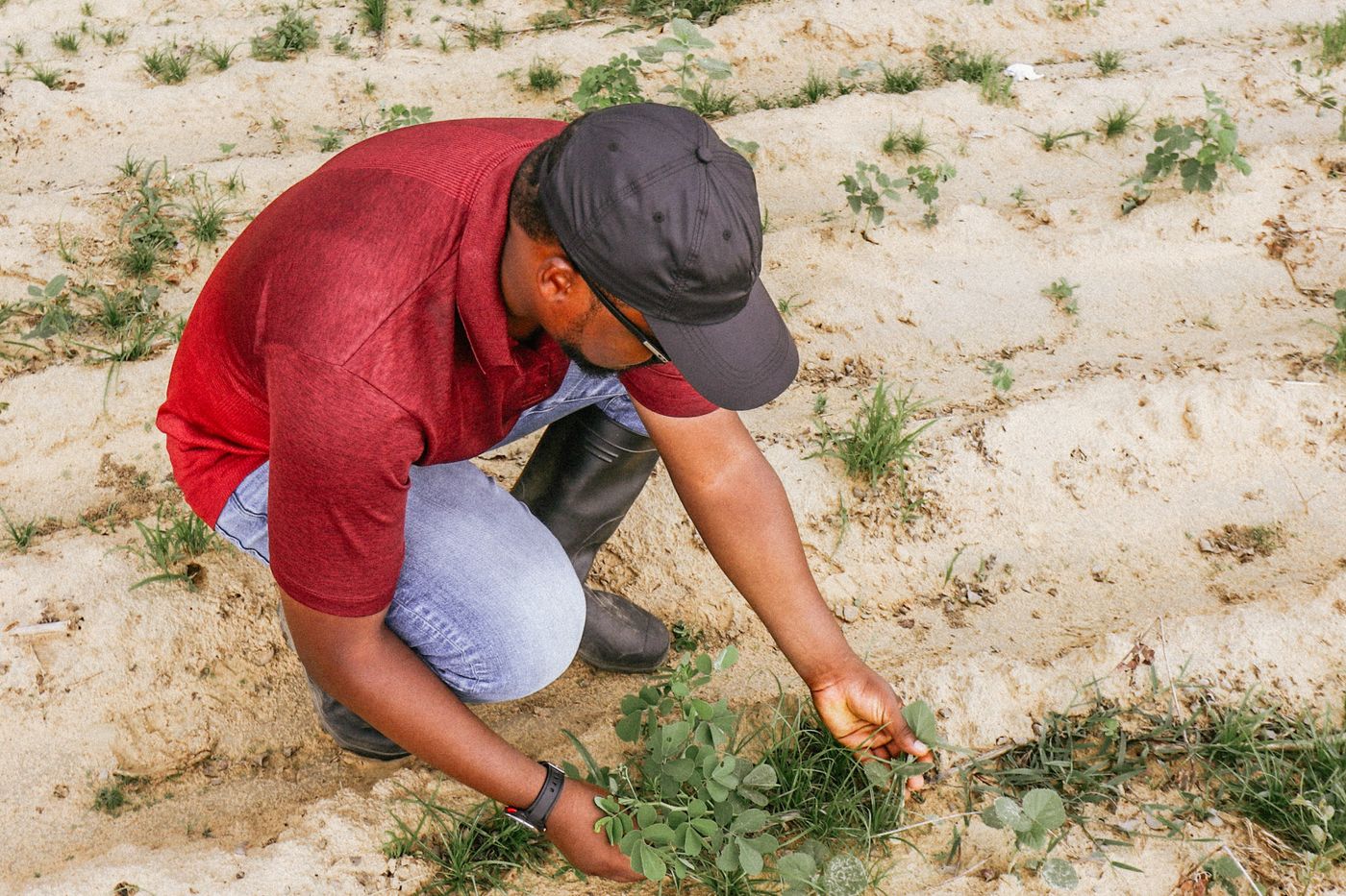 Photo de stock illustrant le travail agricole en Afrique, les cultures ou les soins aux plants