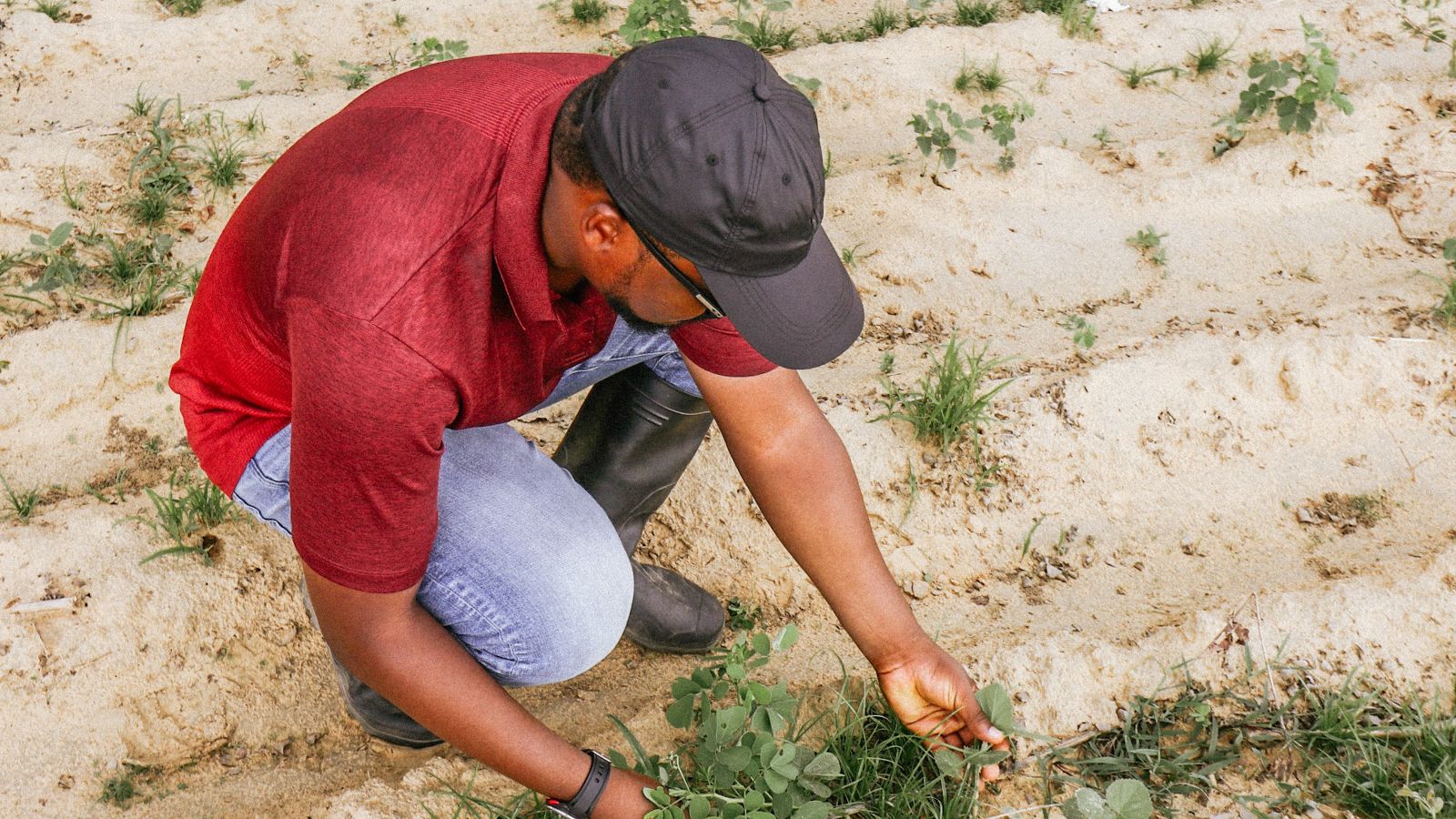 A farmer examining plants in a green field