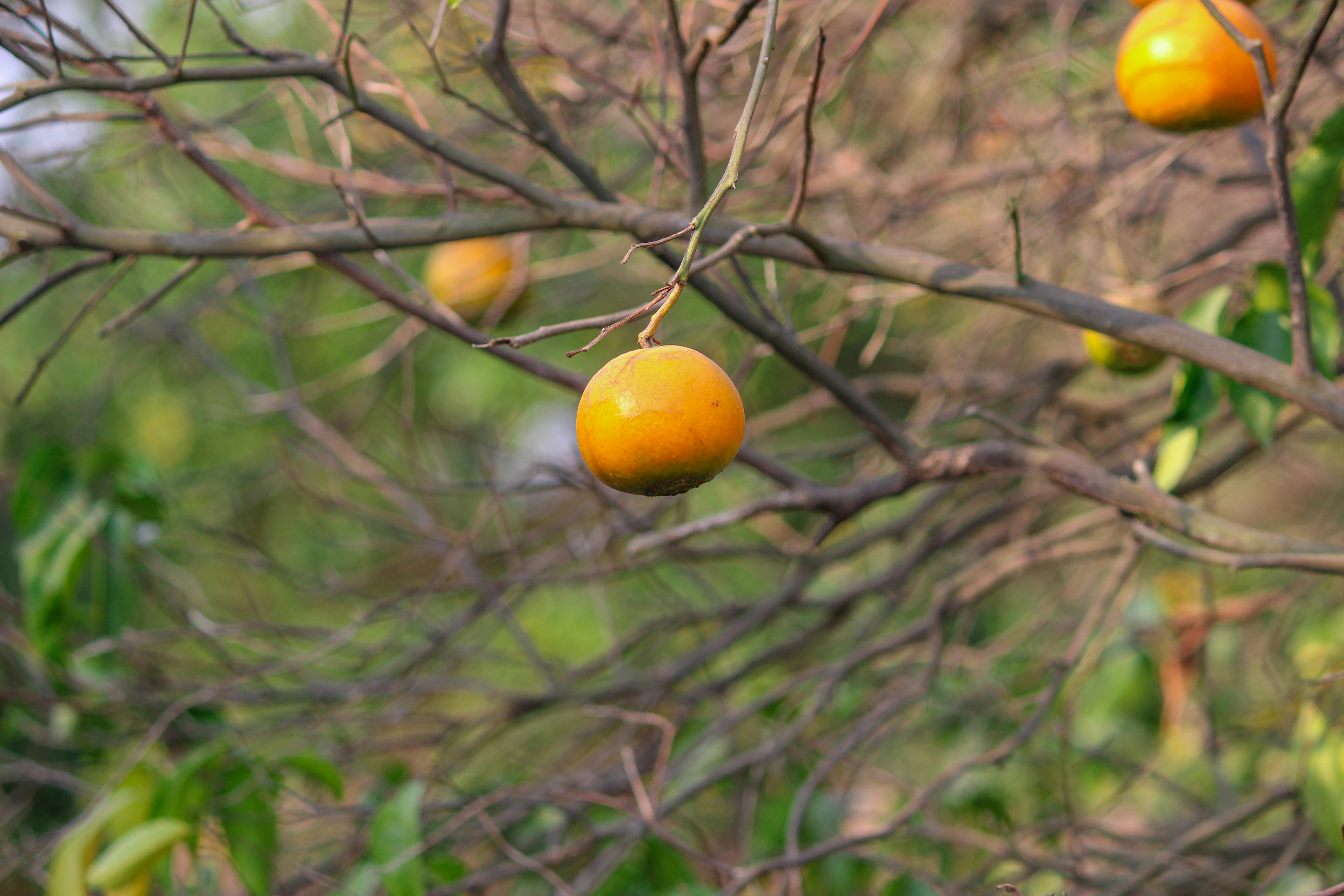 overwintered citrus tree damage UK