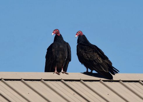 A pair of turkey vultures resting on a metal roof under a clear blue sky.
