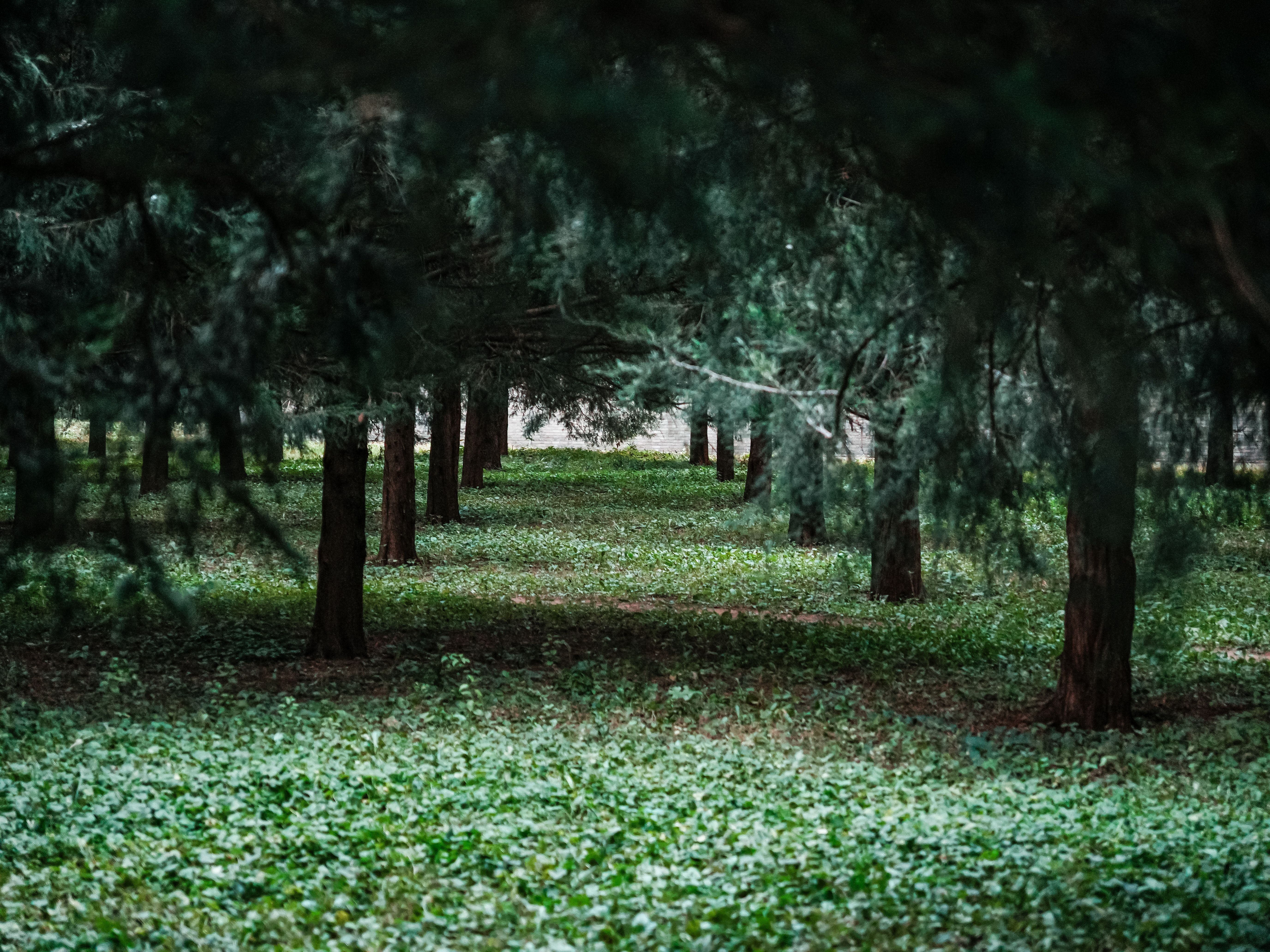 Serene Forest Landscape with Sunlit Greenery · Free Stock Photo
