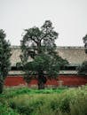 Ancient Tree Against Traditional Chinese Architecture