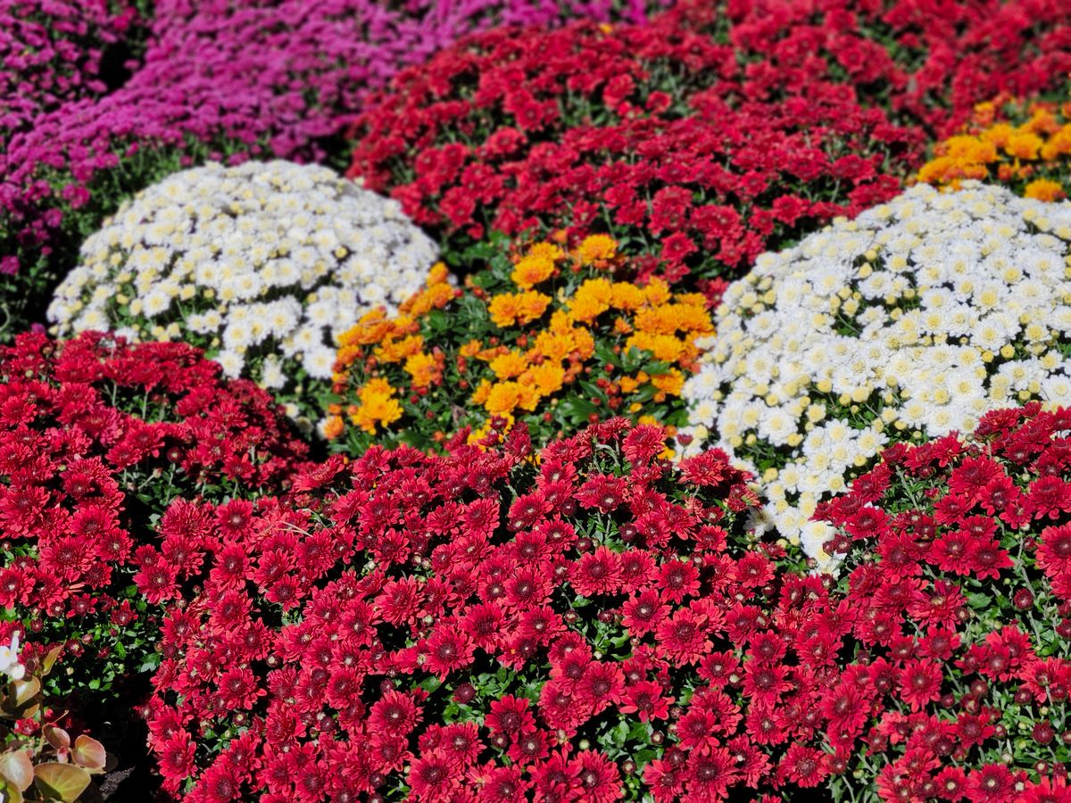 Vibrant chrysanthemum garden in full bloom with autumn colors