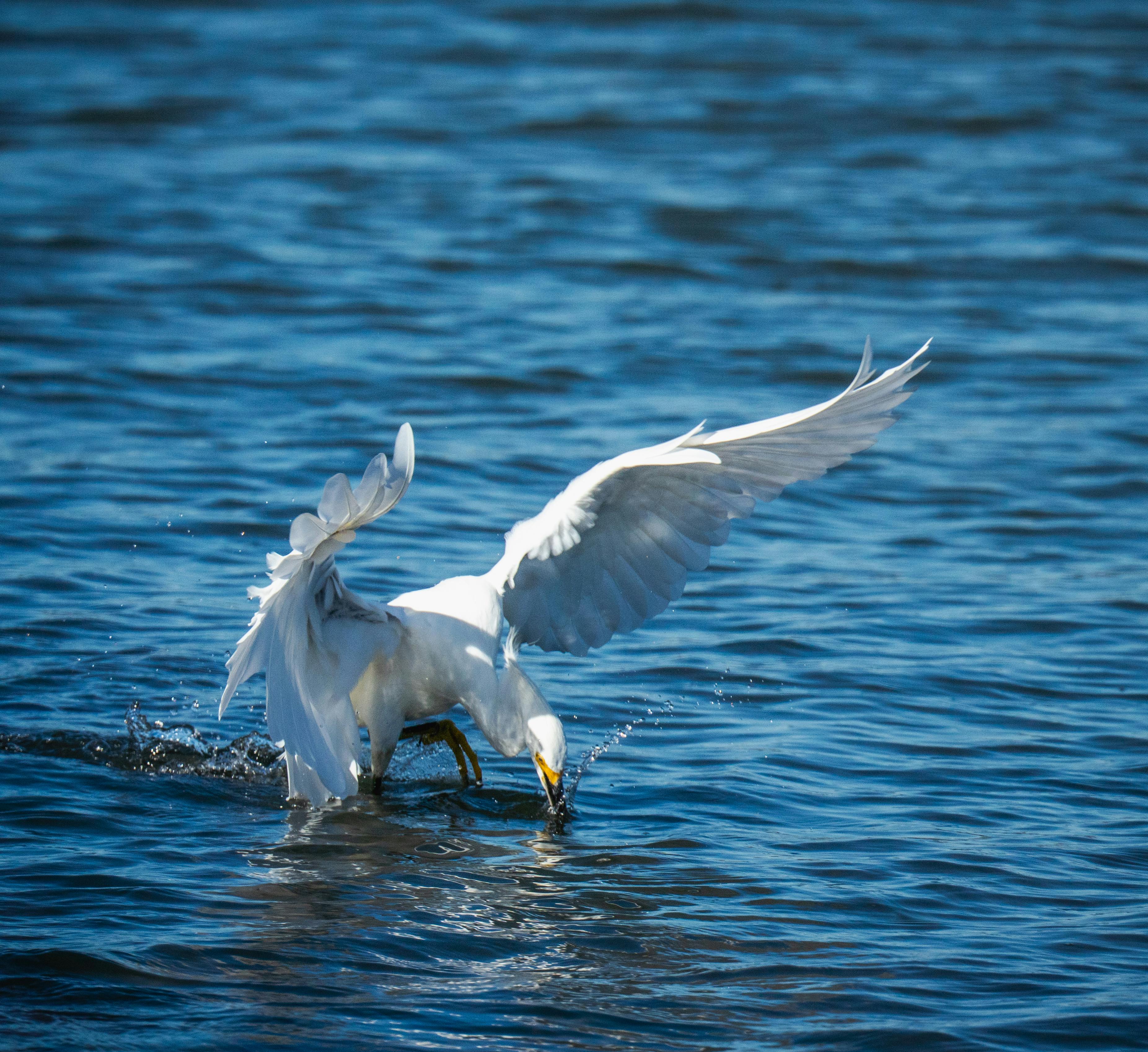 A majestic egret with wings extended, capturing prey in vibrant blue waters.