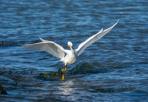 Free Snowy Egret gracefully gliding over a serene body of water, showcasing its elegant white plumage. Stock Photo