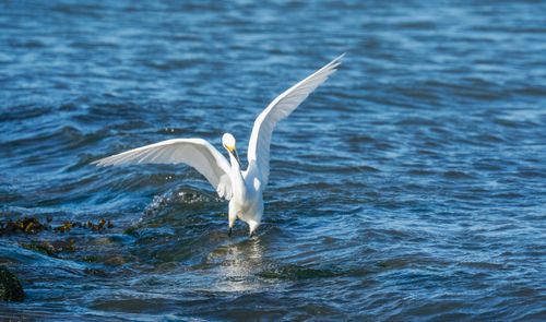 Free A white egret spreads its wings as it hovers gracefully above the ocean waves, showcasing serene elegance. Stock Photo
