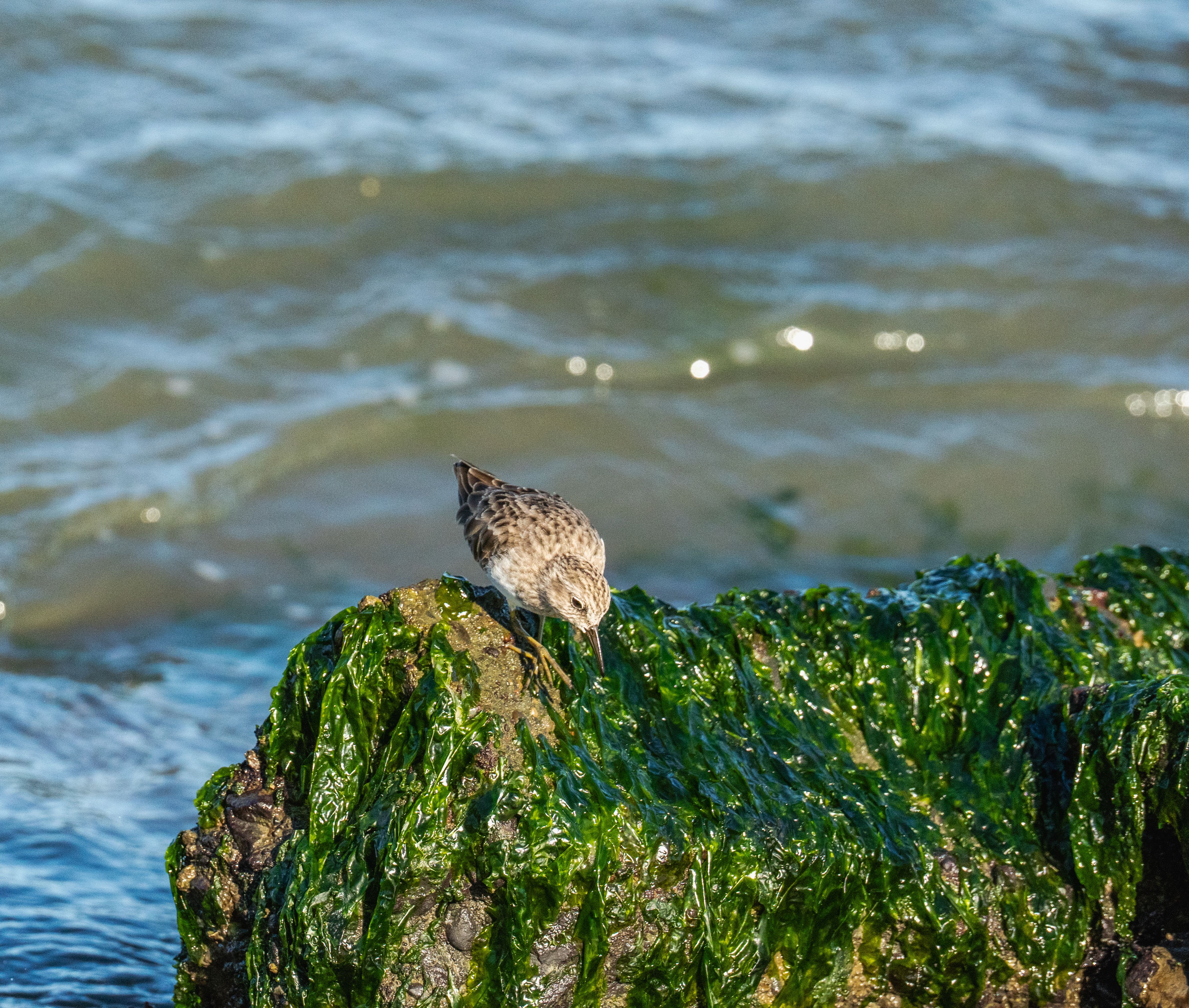 Small Bird on Seaweed-Covered Rock by the Ocean · Free Stock Photo