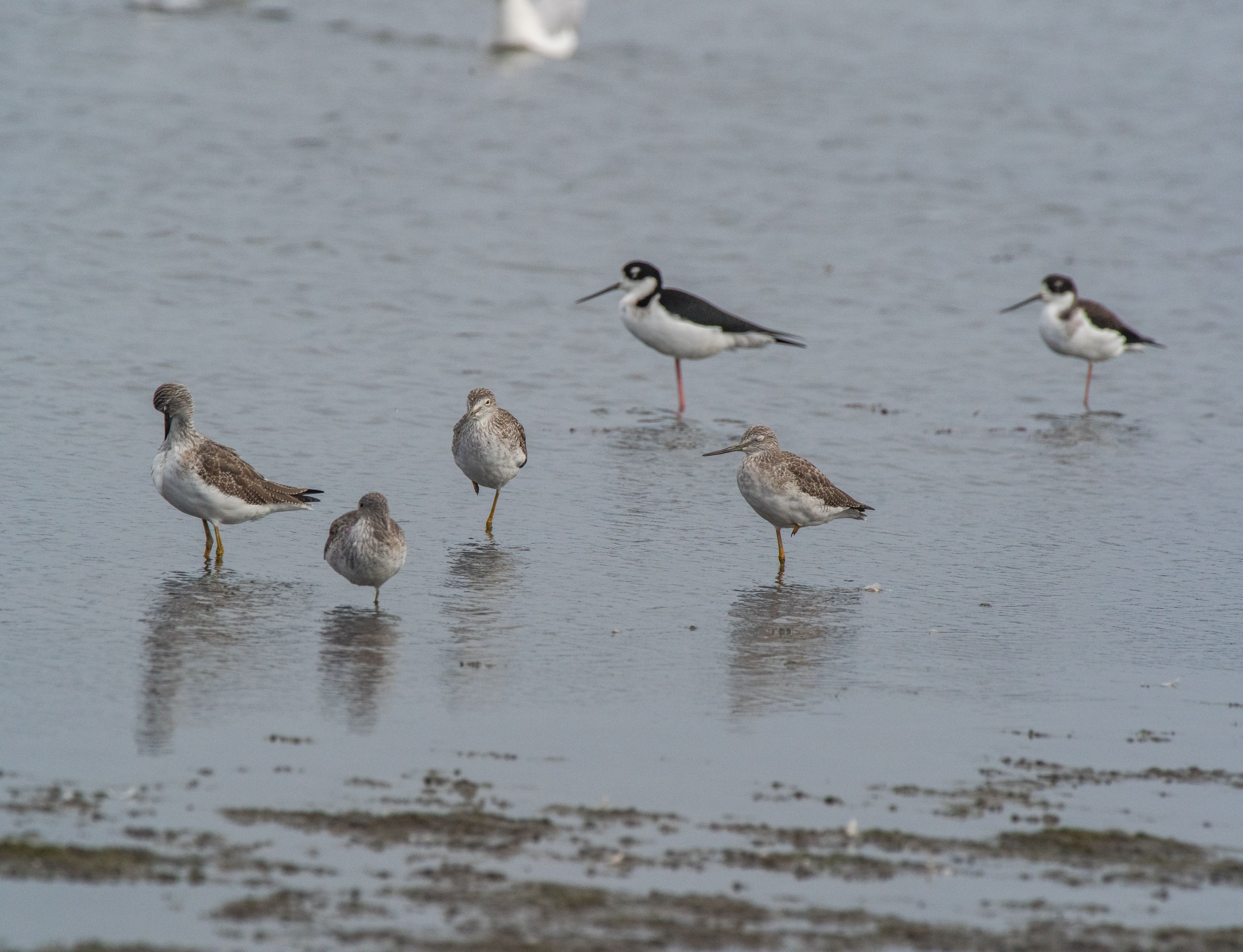 A group of various shorebirds wading in shallow water, displaying natural behavior.