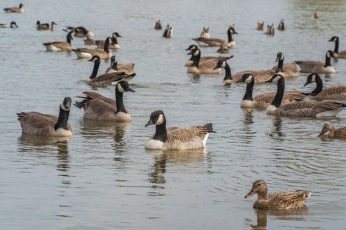 Free A serene group of Canada Geese and ducks glide on a calm lake, showcasing natural harmony. Stock Photo