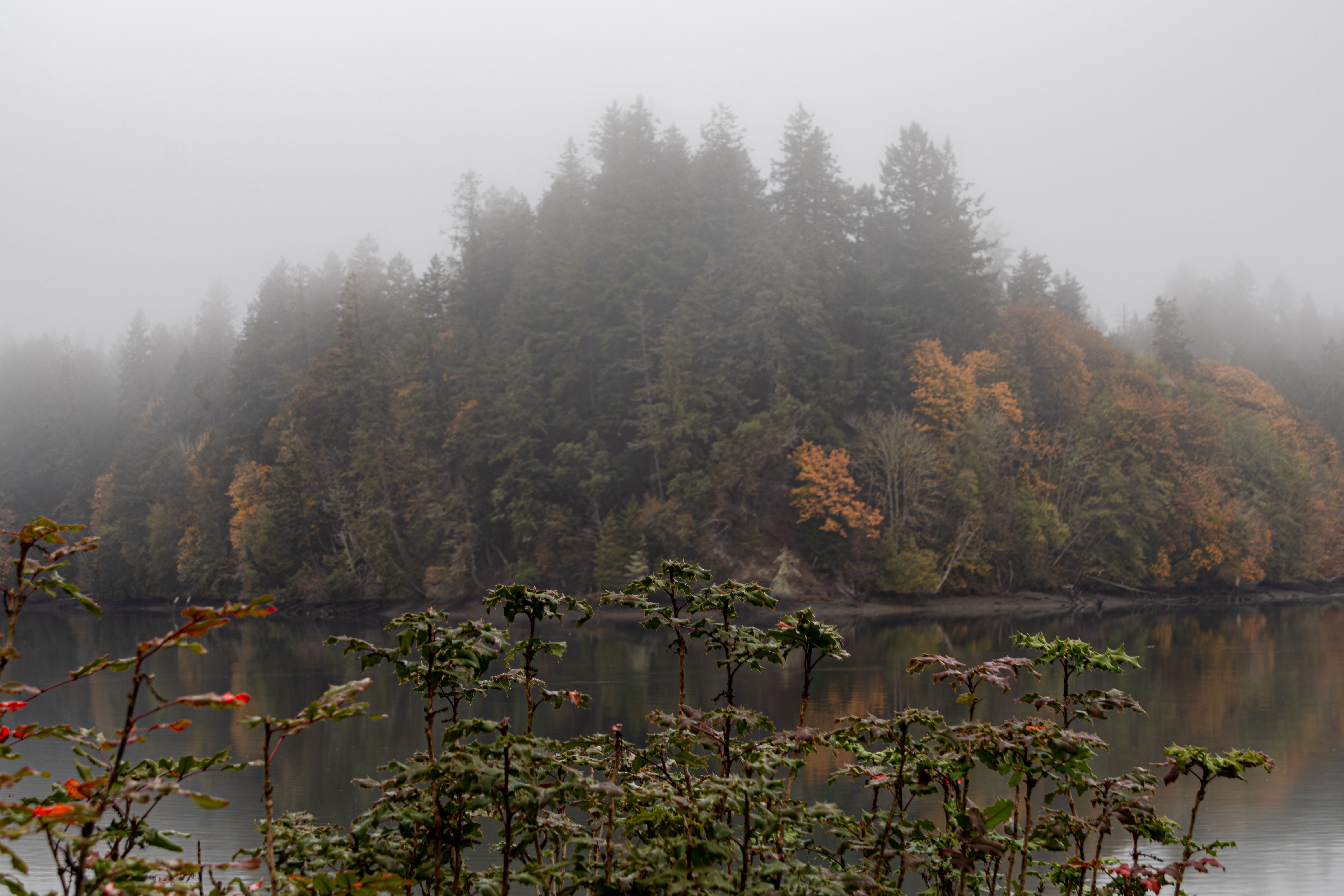 Lakeside forest reflection