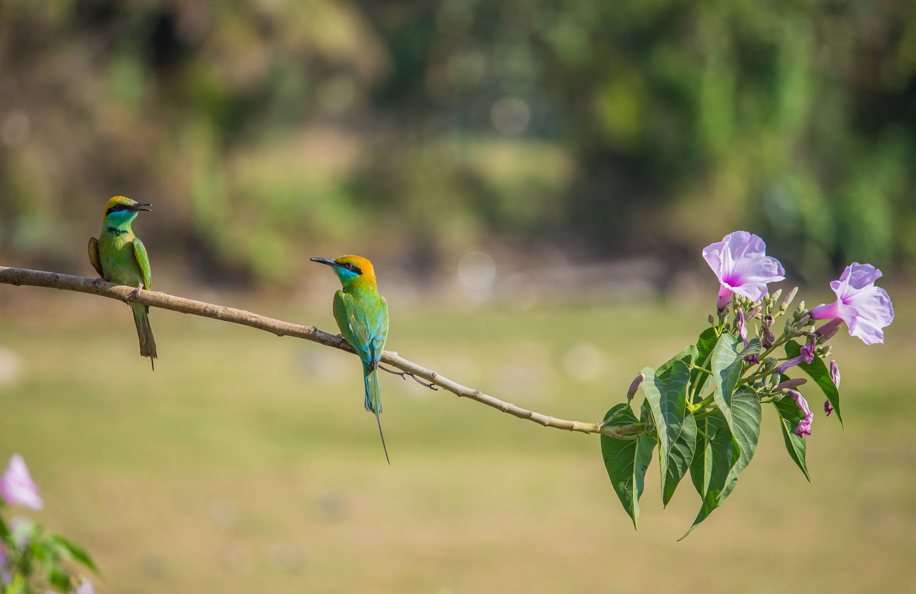 Colorful birds perched on flowering branch in nature · Free Stock Photo