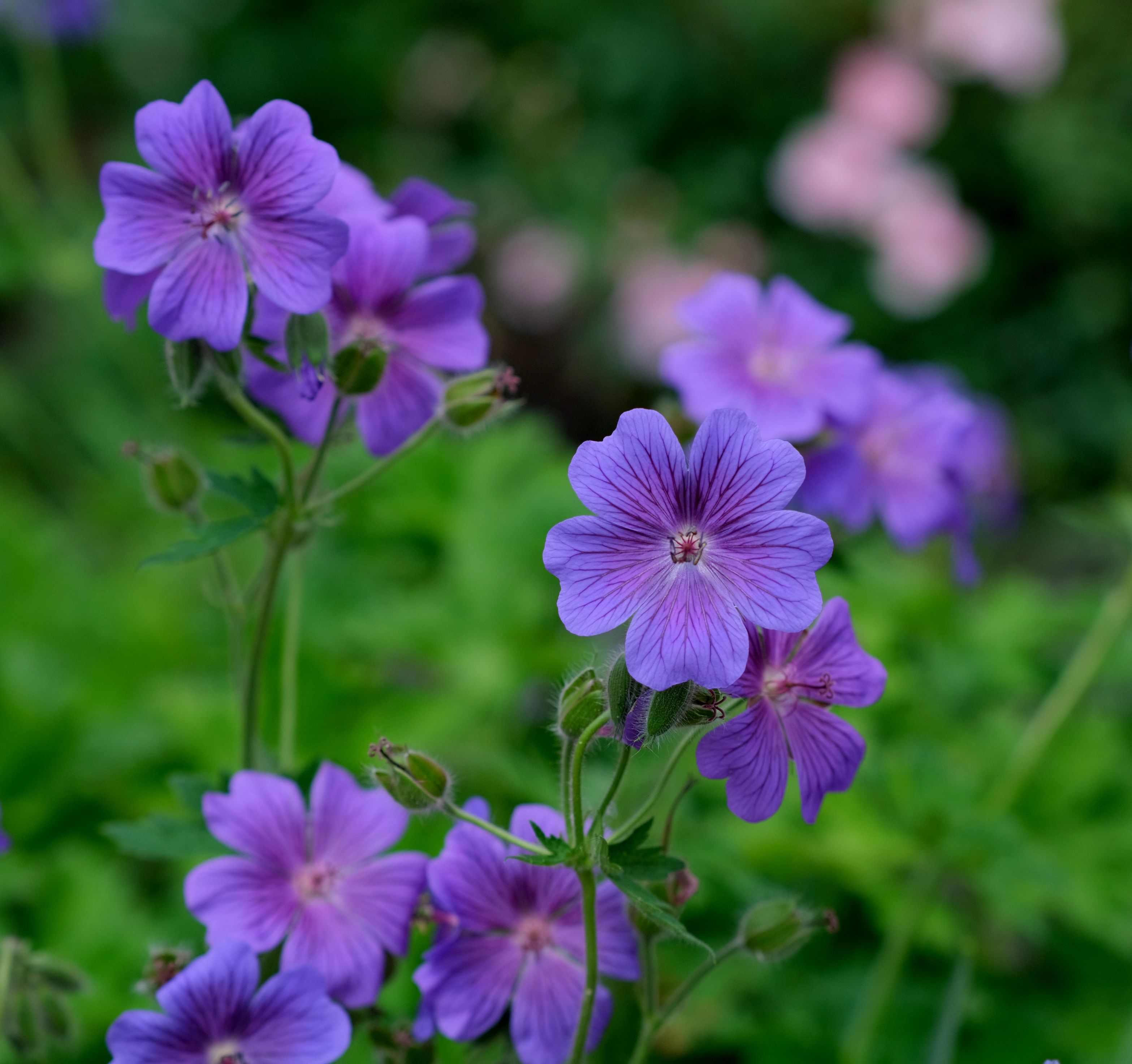 Vibrant Purple Geraniums in Bloom Outdoors · Free Stock Photo