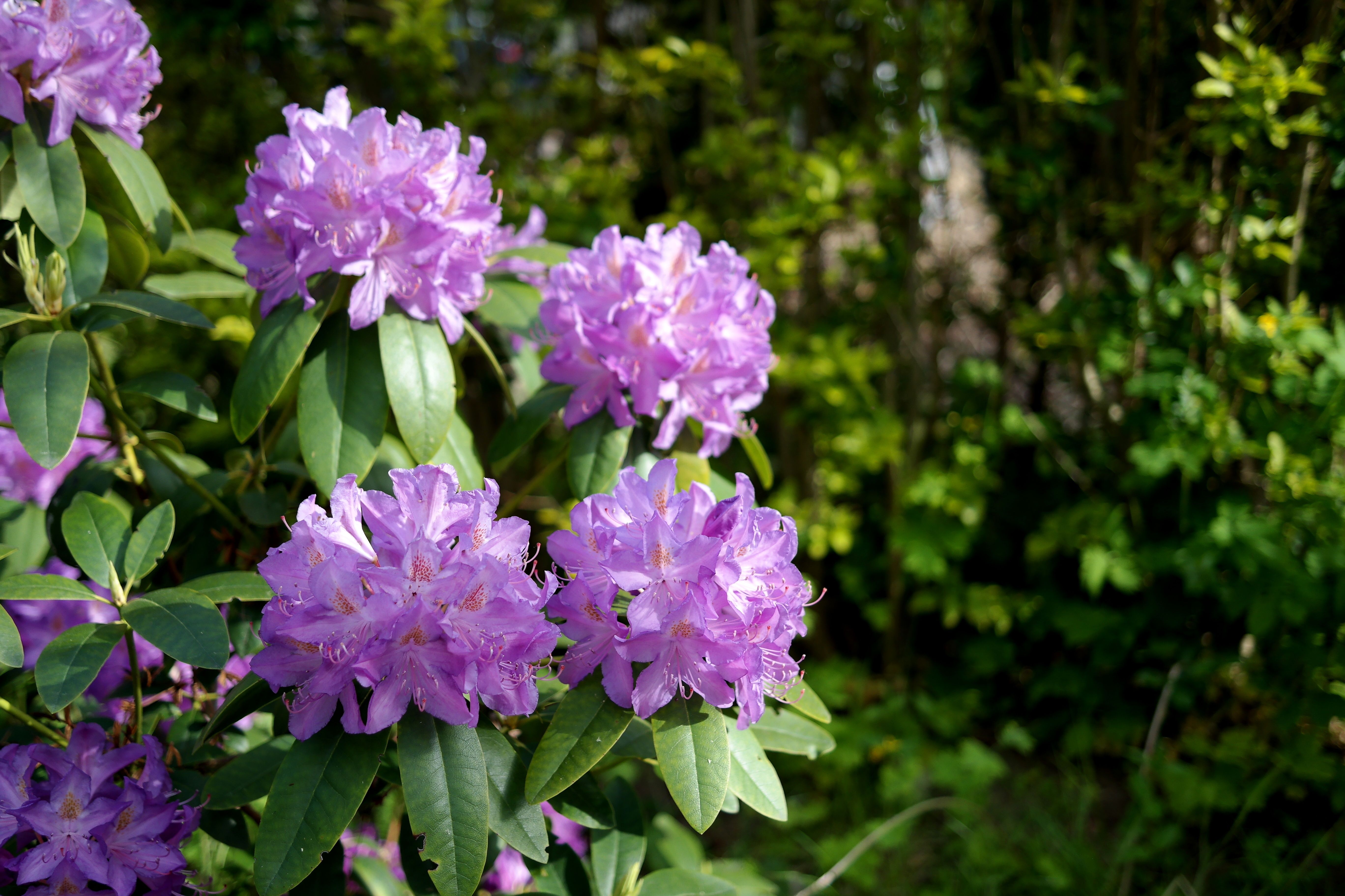 Vibrant Rhododendron Blossoms in Full Bloom · Free Stock Photo