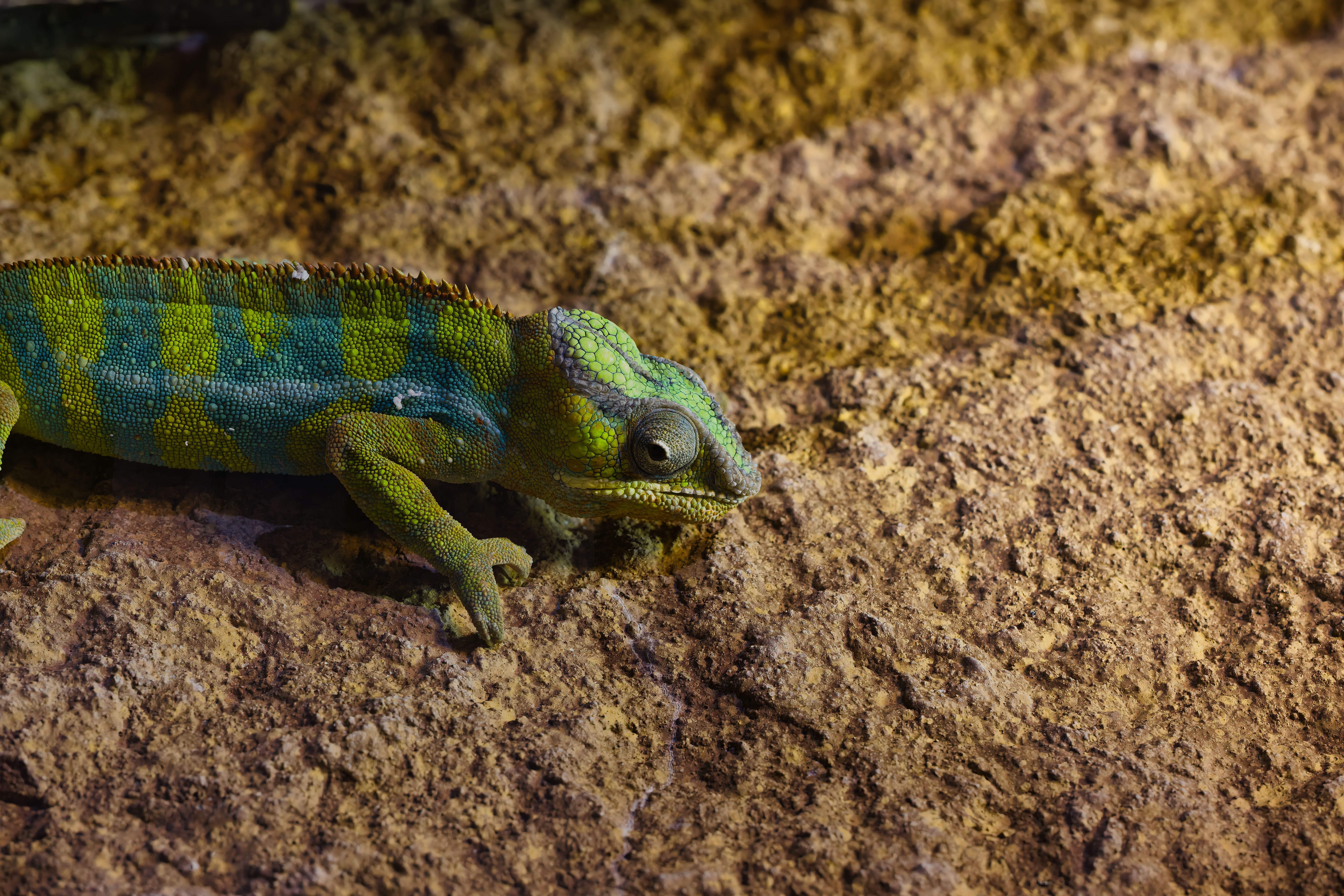 Close-up of a Vibrant Veiled Chameleon on Rock Surface · Free Stock Photo