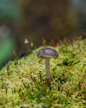 Image by Enrique Hidalgo