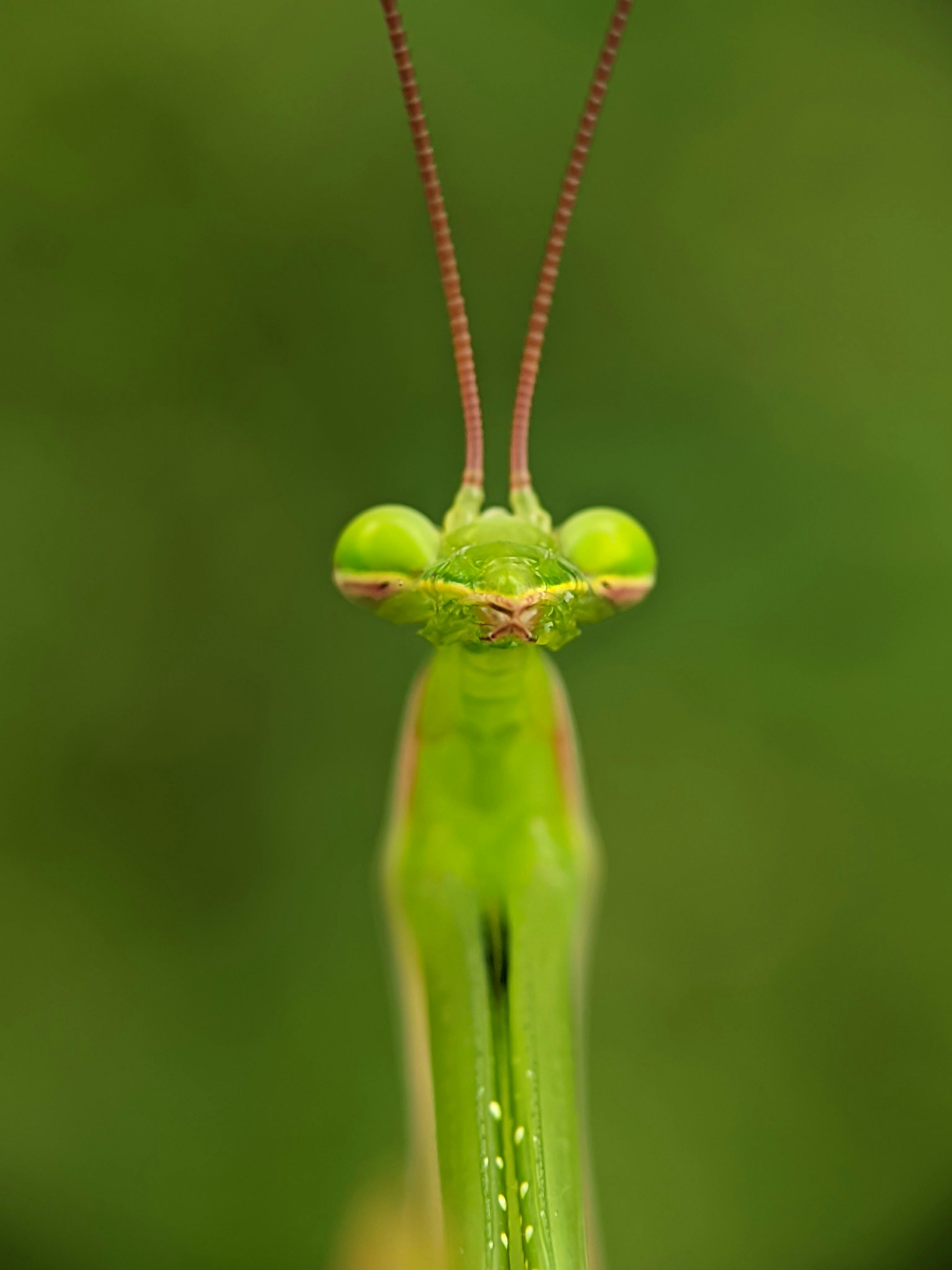 Kostenlos Kostenloses Stock Foto zu antennen, augen, ausländer Stock-Foto