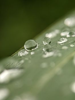 Detailed macro photograph of dew drops on a leaf, showcasing natural beauty and freshness.
