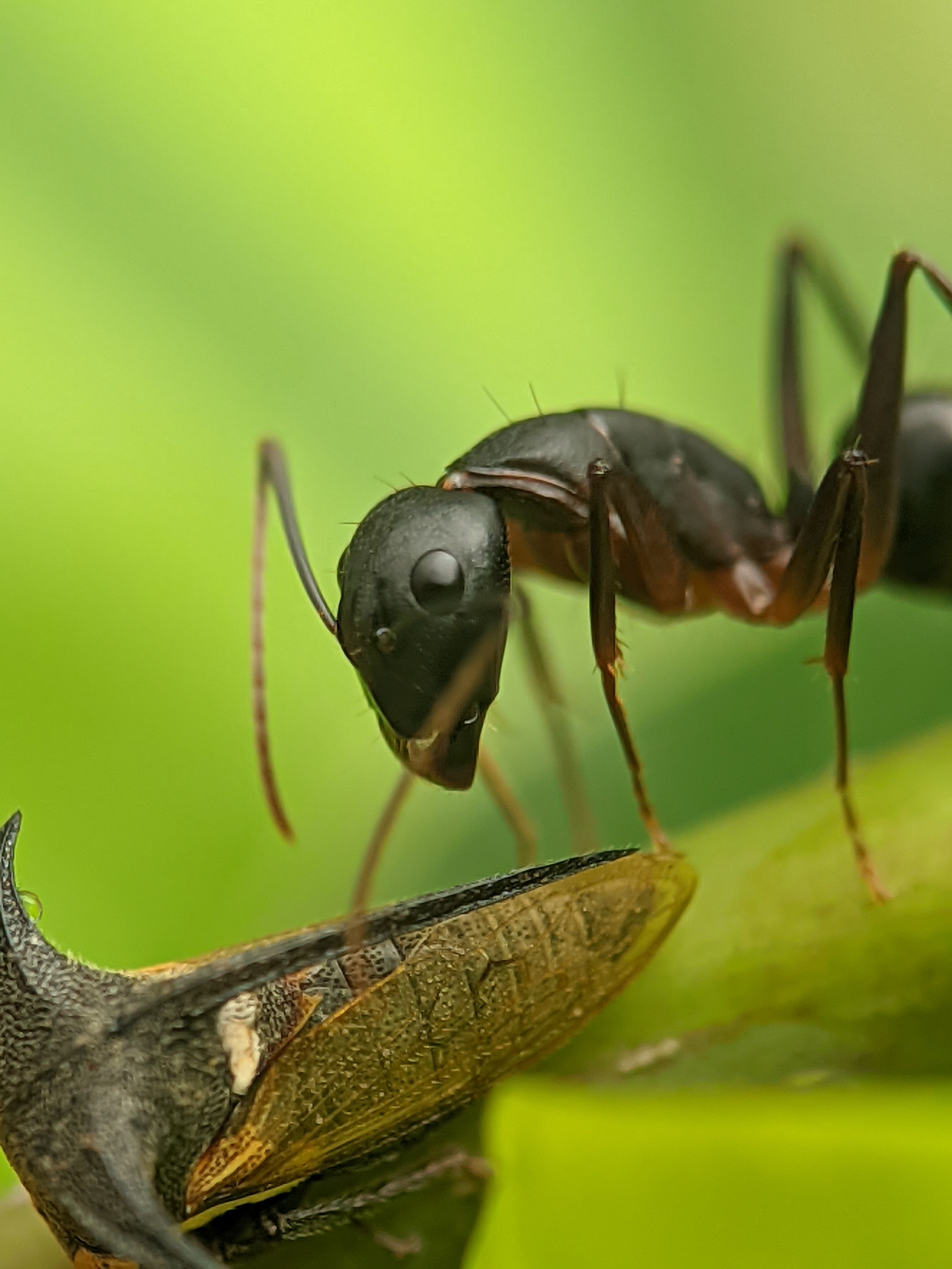 Close-up of Ant on Leaf with Insect Prey · Free Stock Photo