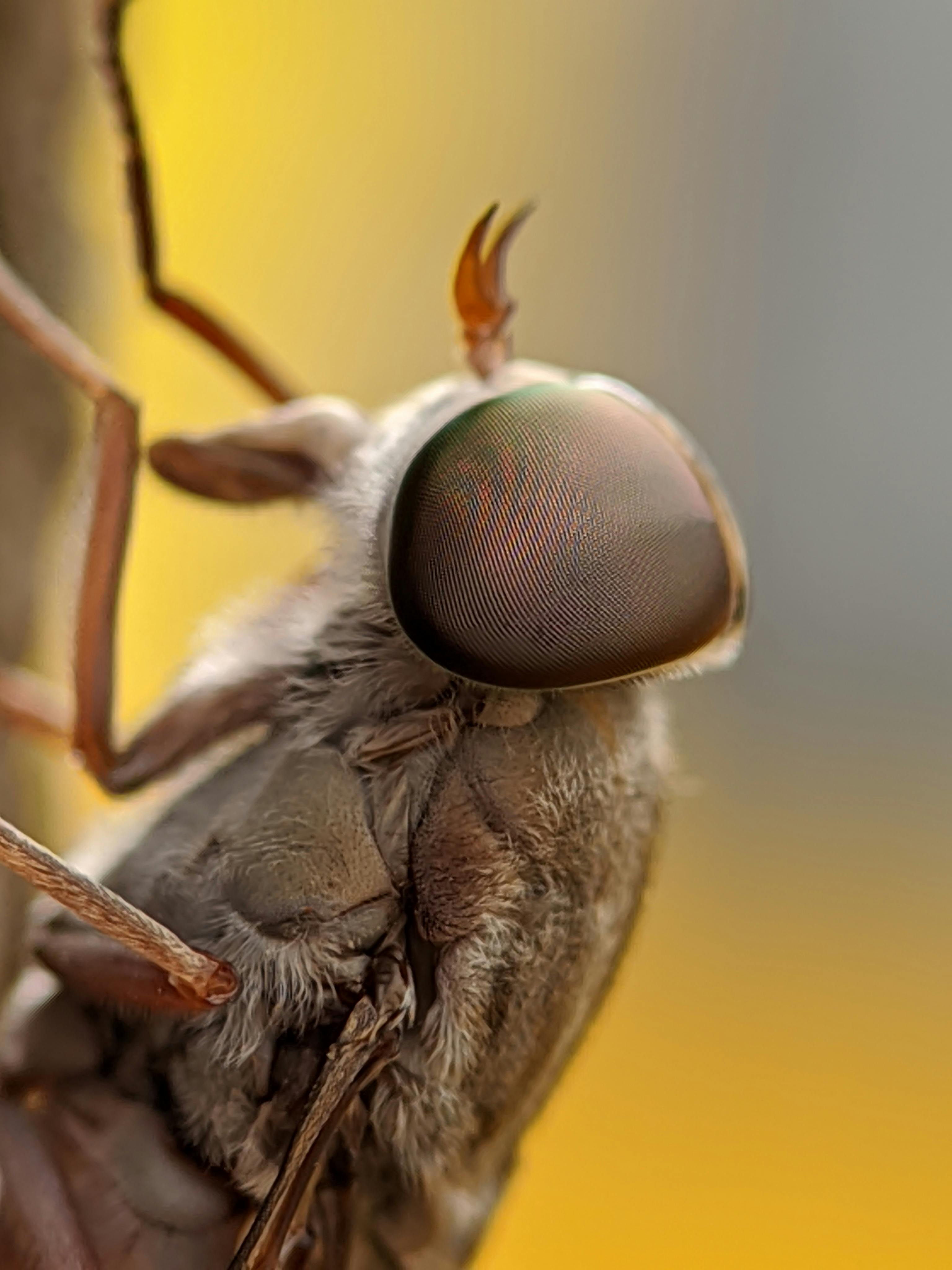 5 Fascinating Facts About Dogs and Their Wet Noses: What Science Reveals