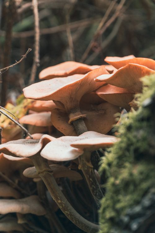 Free Detailed macro shot of orange mushrooms growing on a moss-covered surface in Redditch. Stock Photo