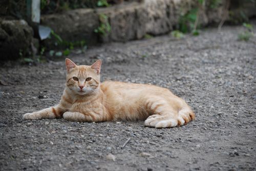 Free A ginger cat relaxing on gravel in an outdoor setting, displaying calmness. Stock Photo