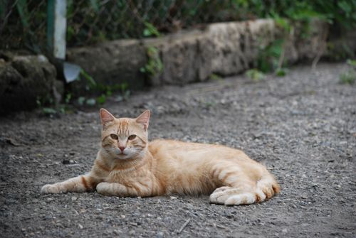 Free A ginger tabby cat lies comfortably on a gravel path, showcasing a serene outdoor setting. Stock Photo