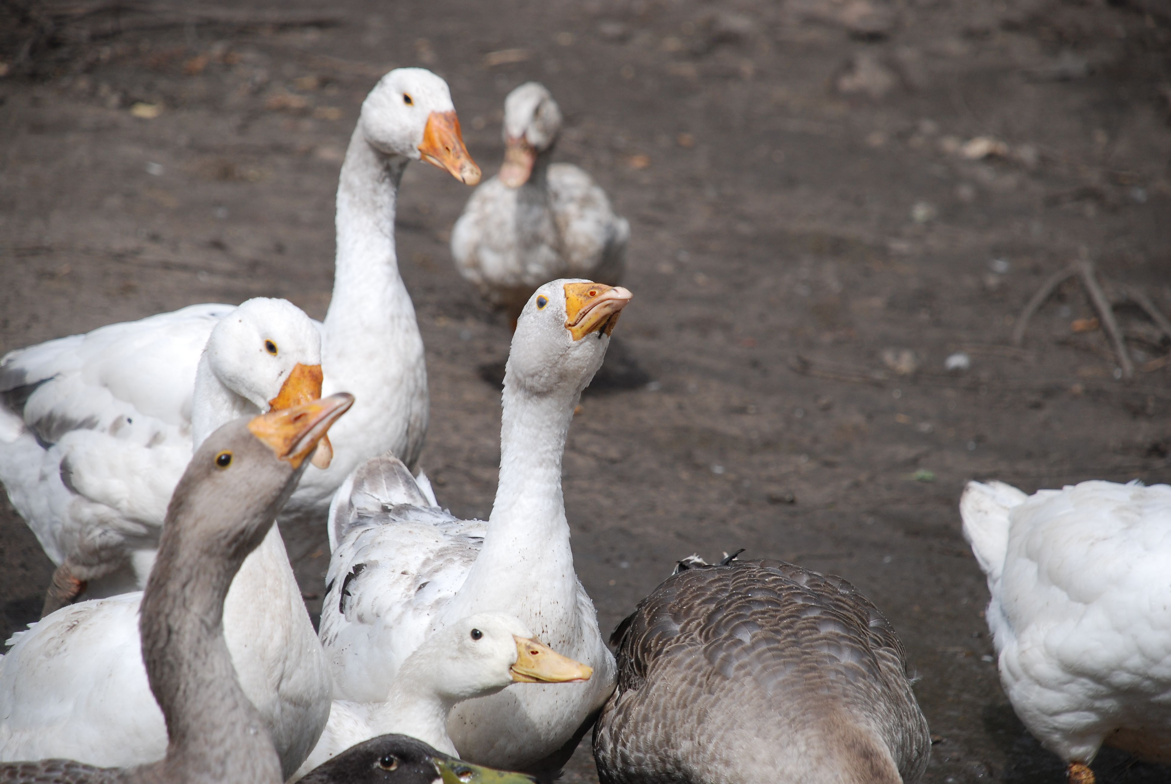 Group of Domestic Geese in Natural Habitat · Free Stock Photo