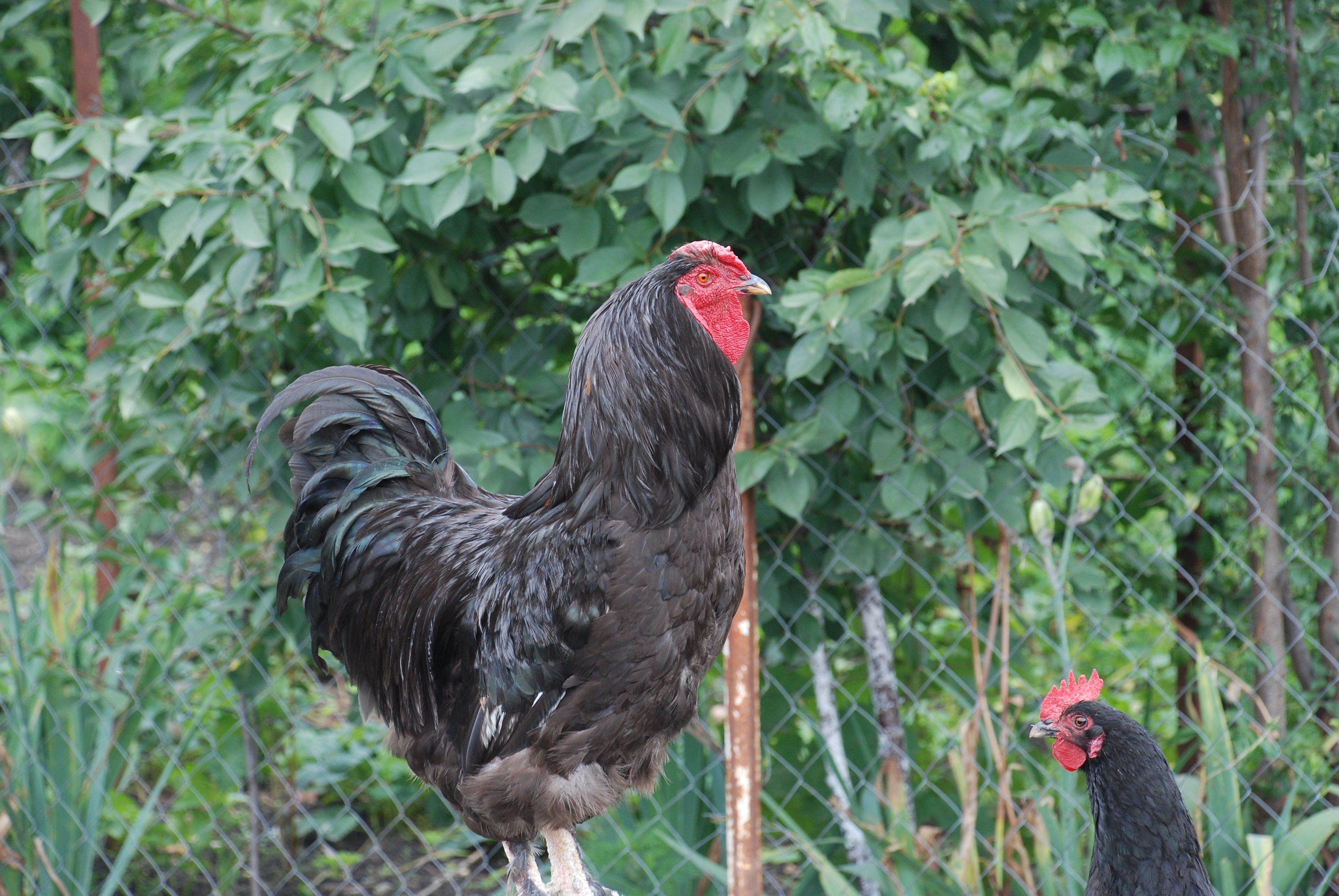 Close-up of a black rooster and hen in a garden setting, showcasing rural life.