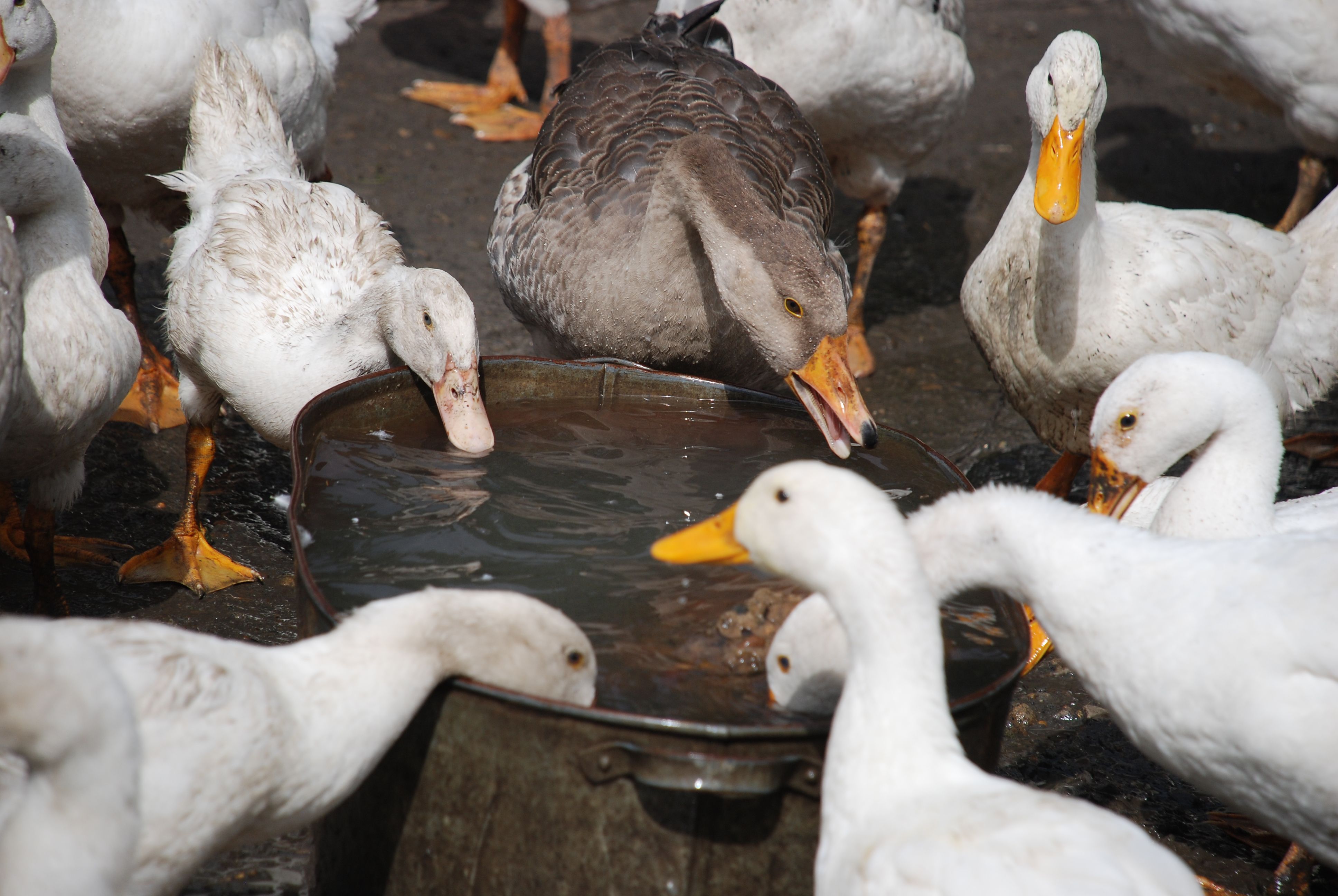 Flock of Geese and Ducks Drinking from a Basin · Free Stock Photo