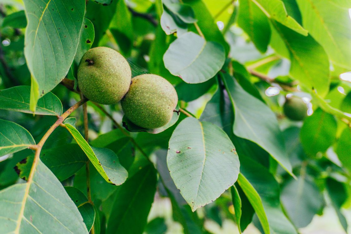 Walnut Tree Close Close-up of Green Walnuts on Tree Branch · Free Stock Photo