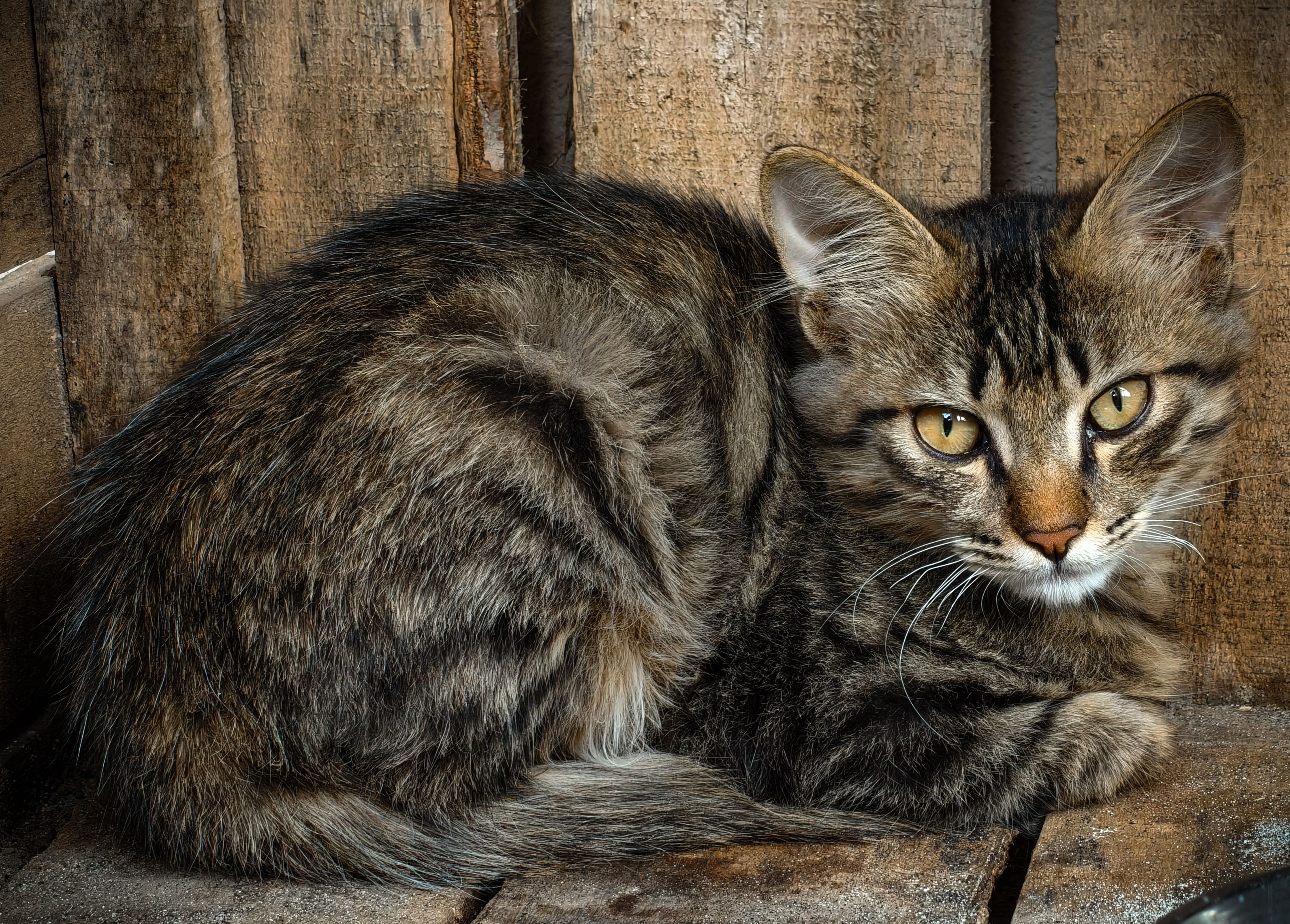 Portrait of a cat at a veterinary clinic