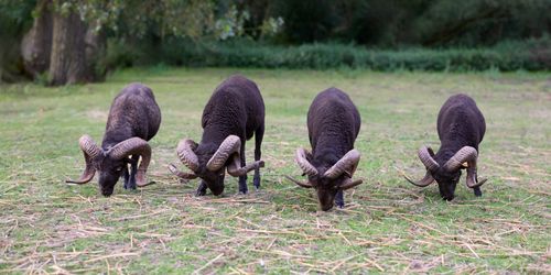 Free A serene scene of four black rams with large horns grazing peacefully in a rural pasture. Stock Photo