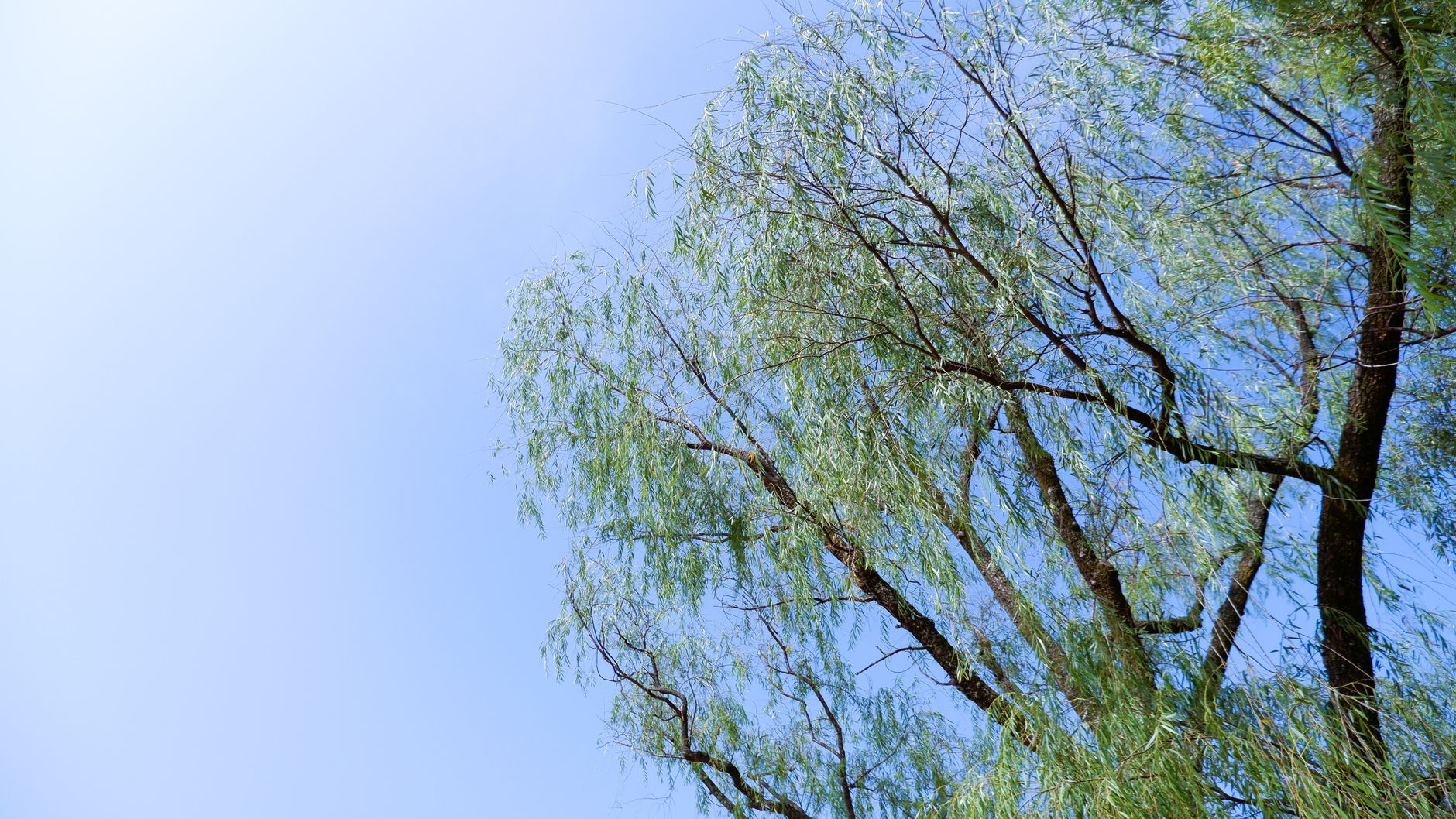 korea may green nature landscape
