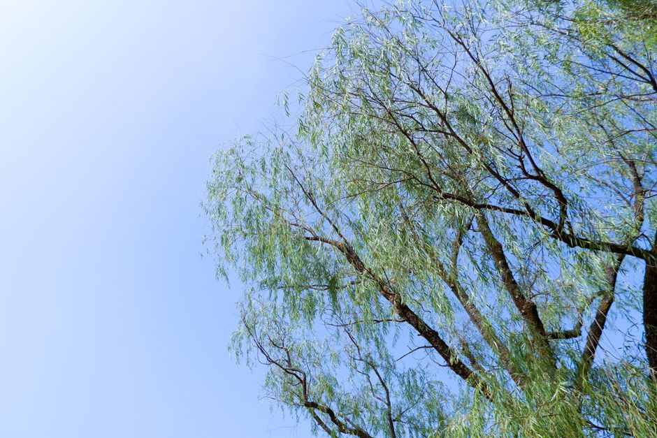 Mature willow tree in summer with lush drooping branches — willow tree care Surrey BC